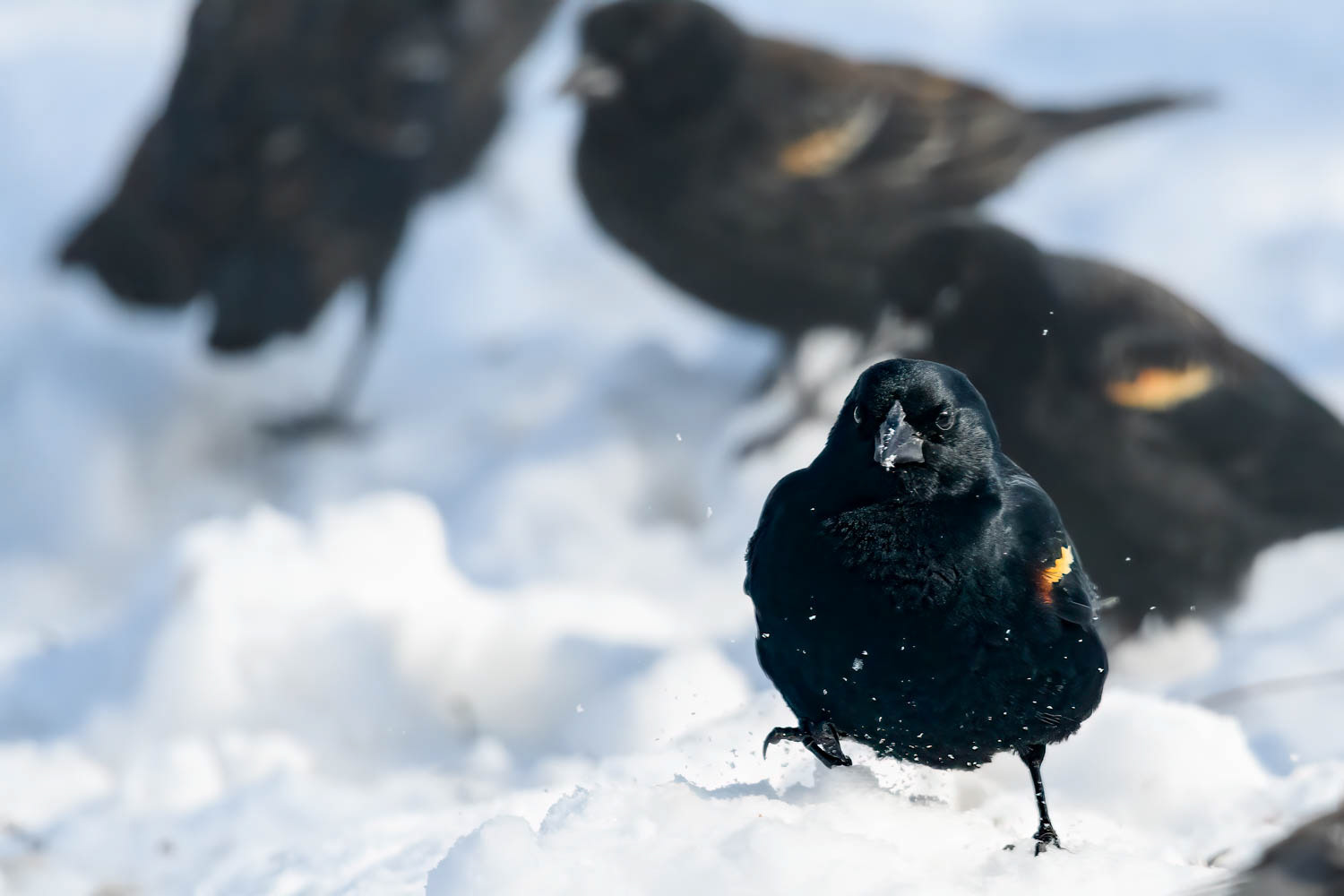 Red-winged Blackbird - Male