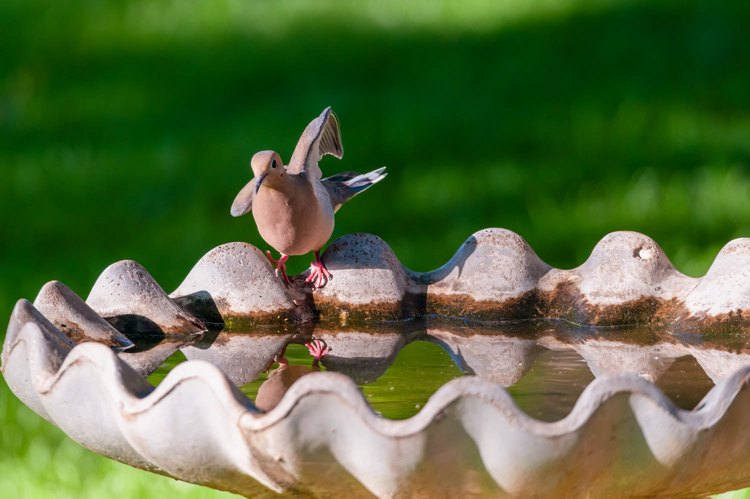 Mourning Dove