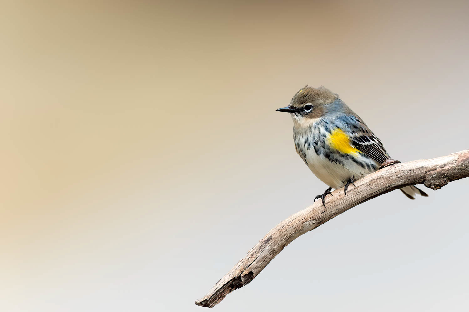 Yellow-rumped Warbler