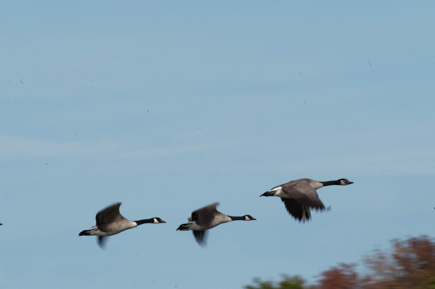 Canada Geese