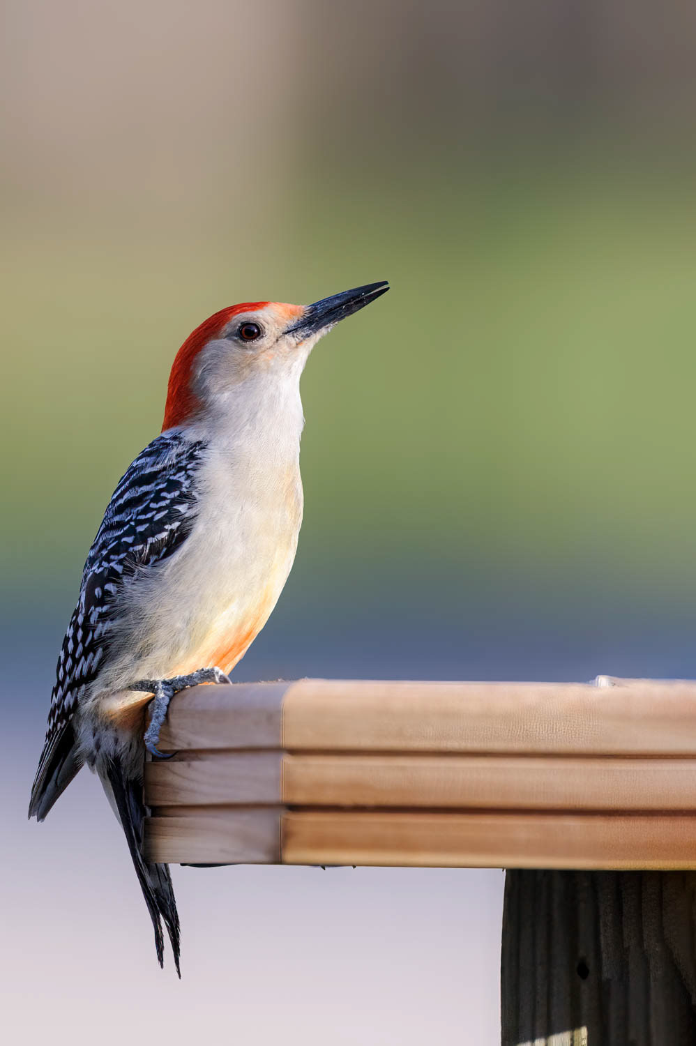 Red-bellied Woodpecker
