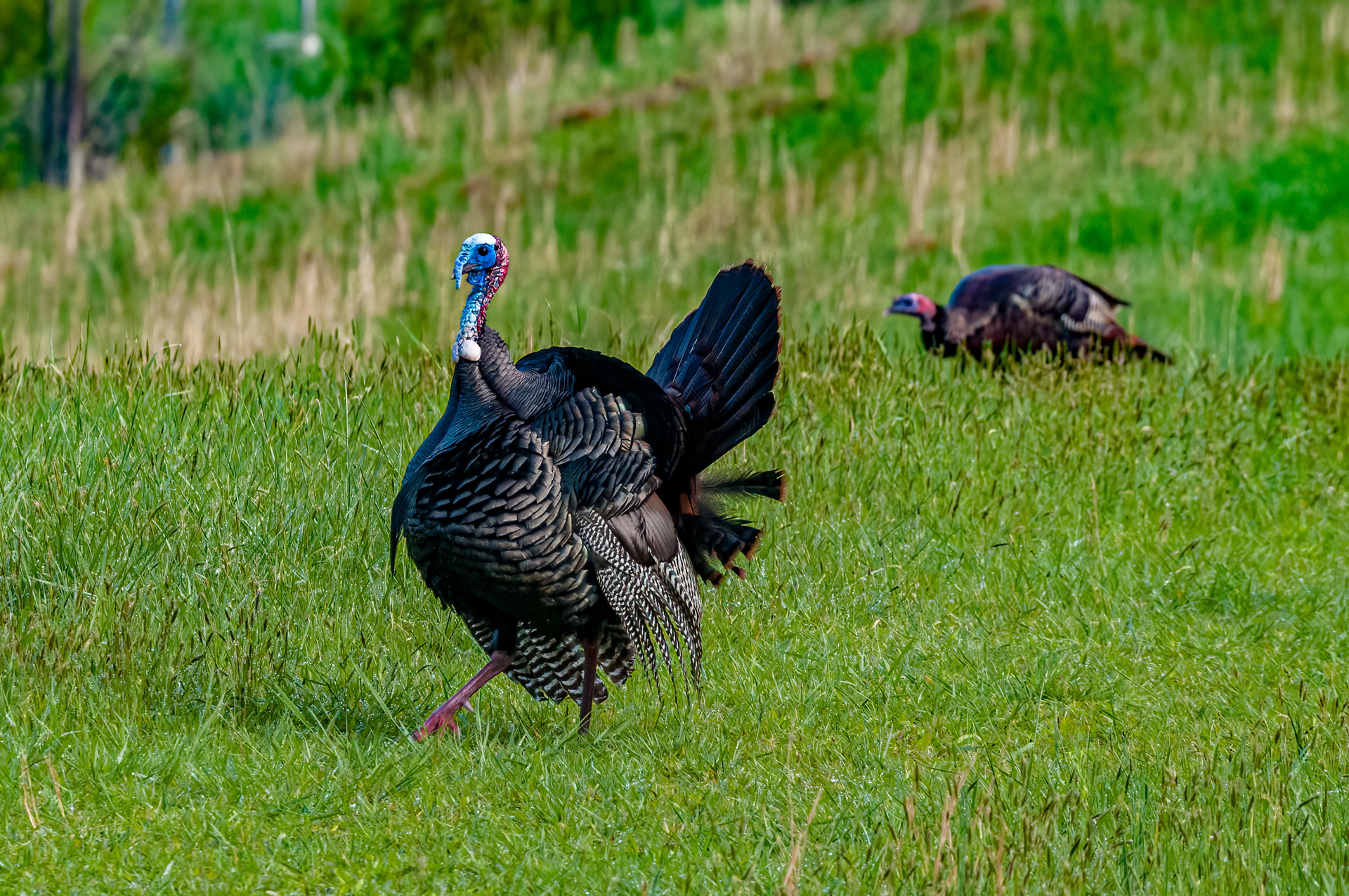 Wild Turkey