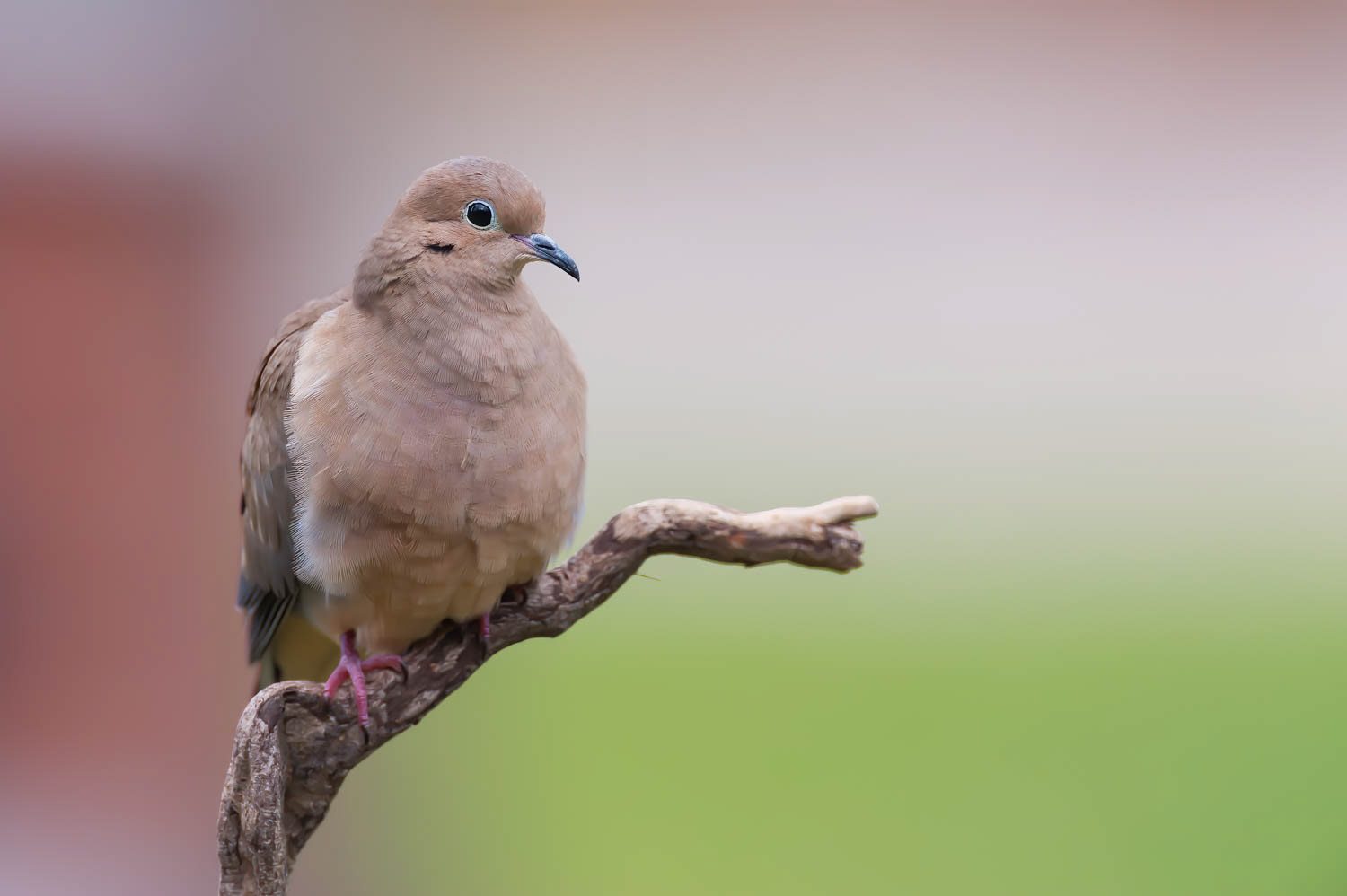 Mourning Dove