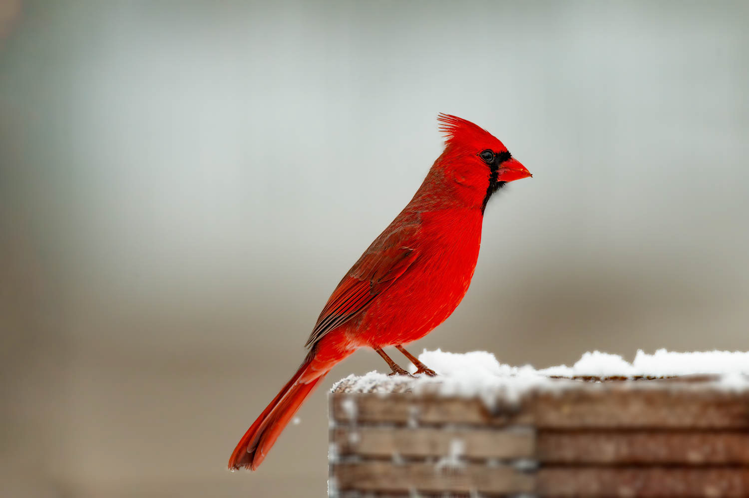Northern Cardinal - Male
