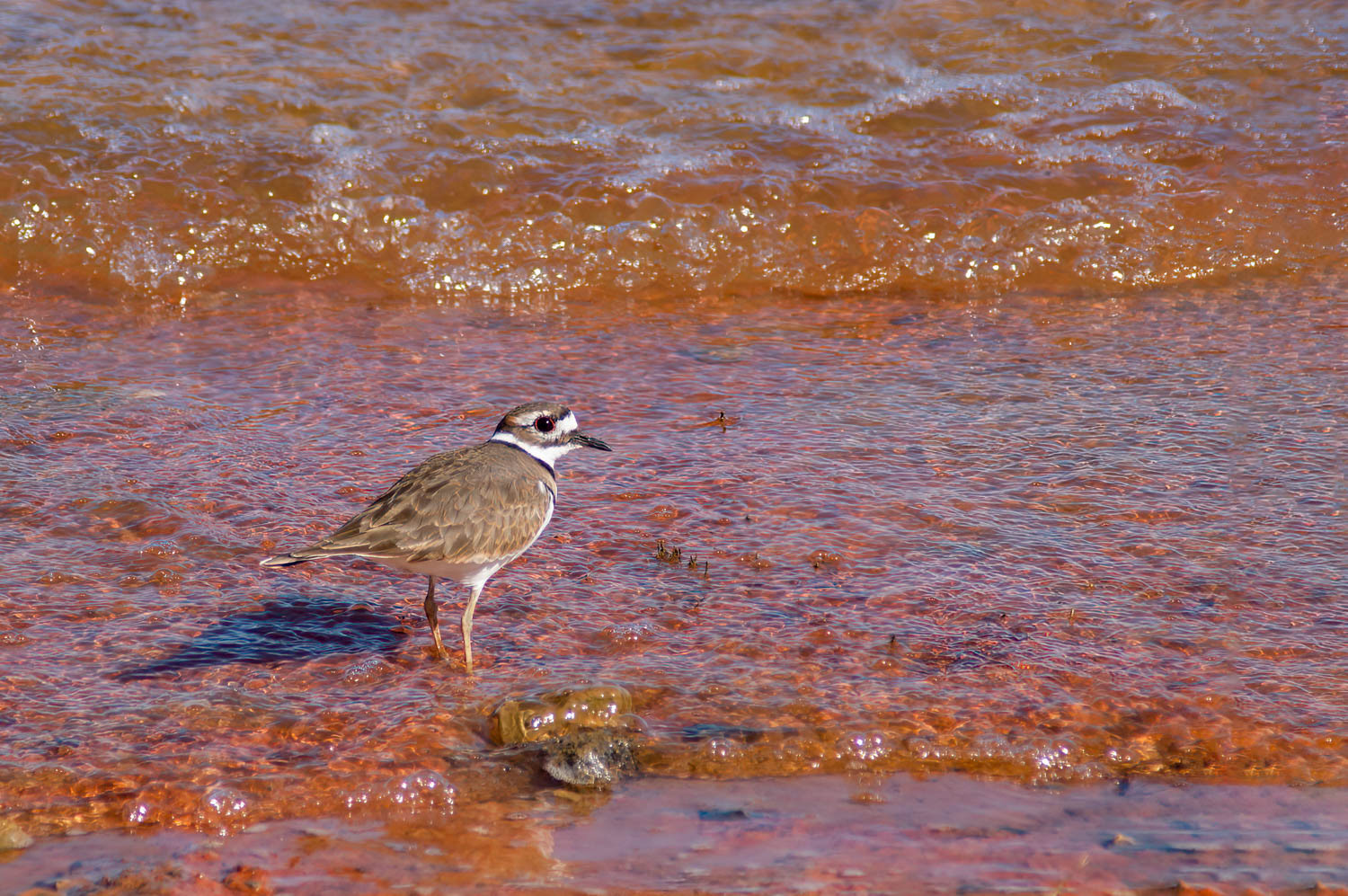 Killdeer