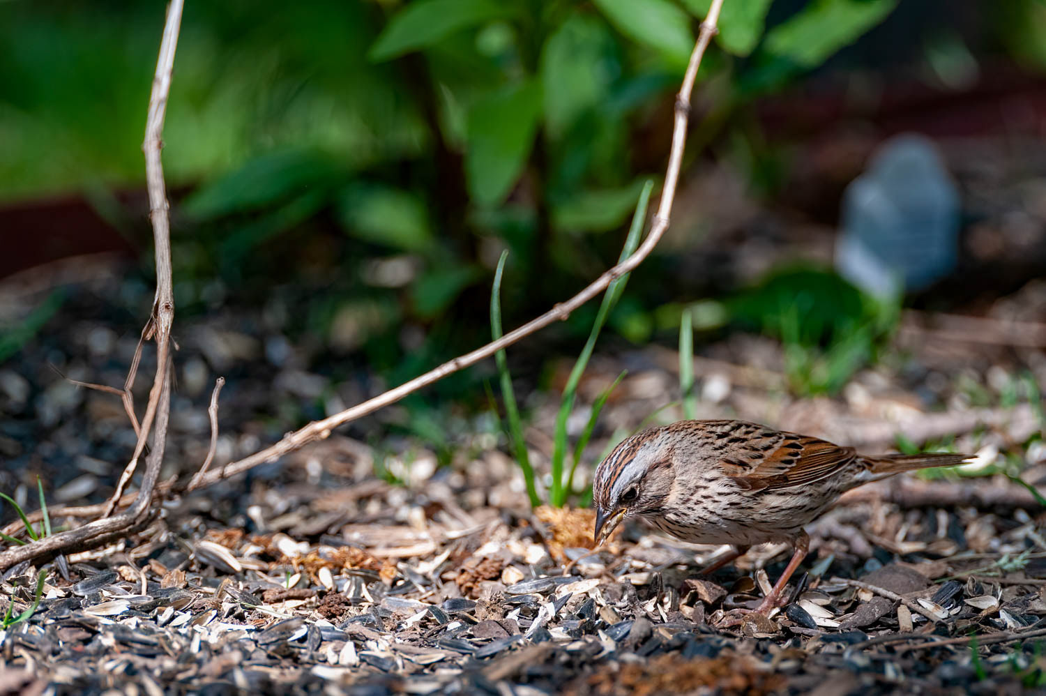 Lincoln's Sparrow
