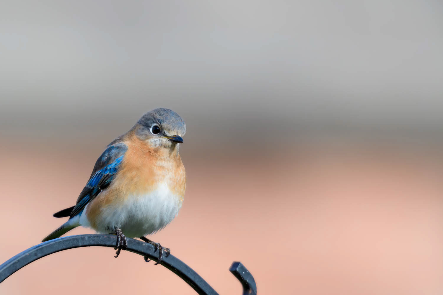 v\Eastern Bluebird-Female