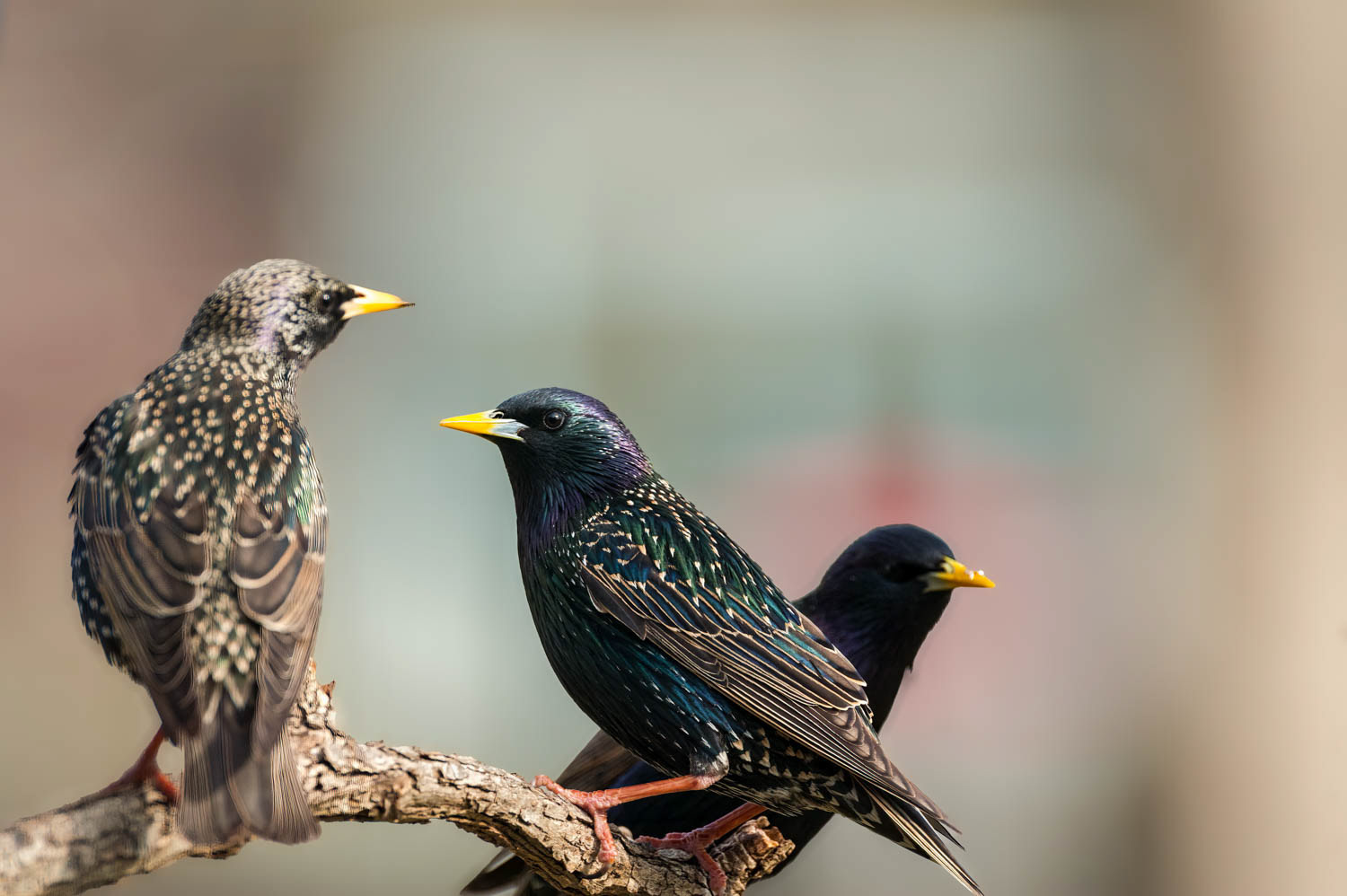 European Starlings