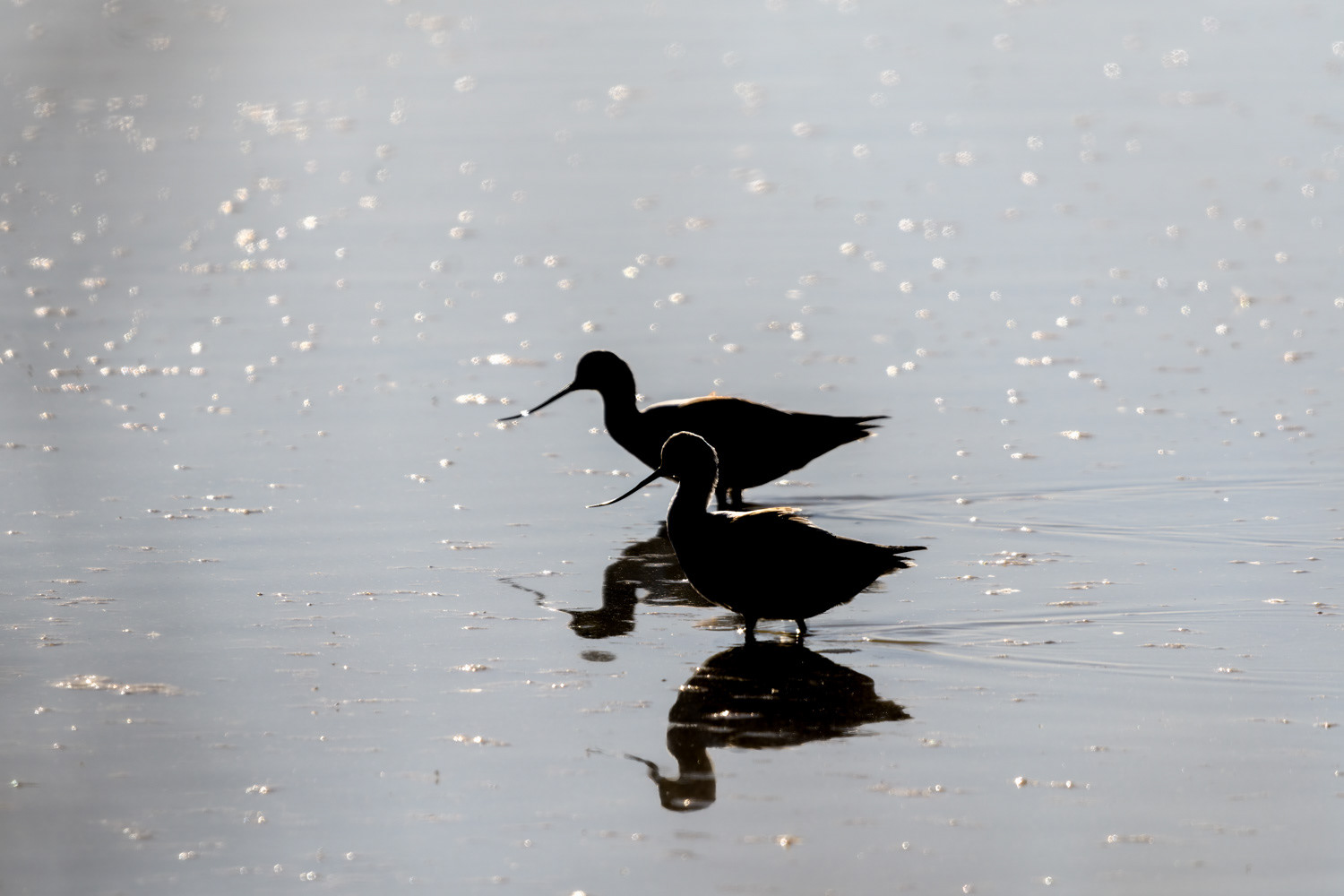 American Avocet