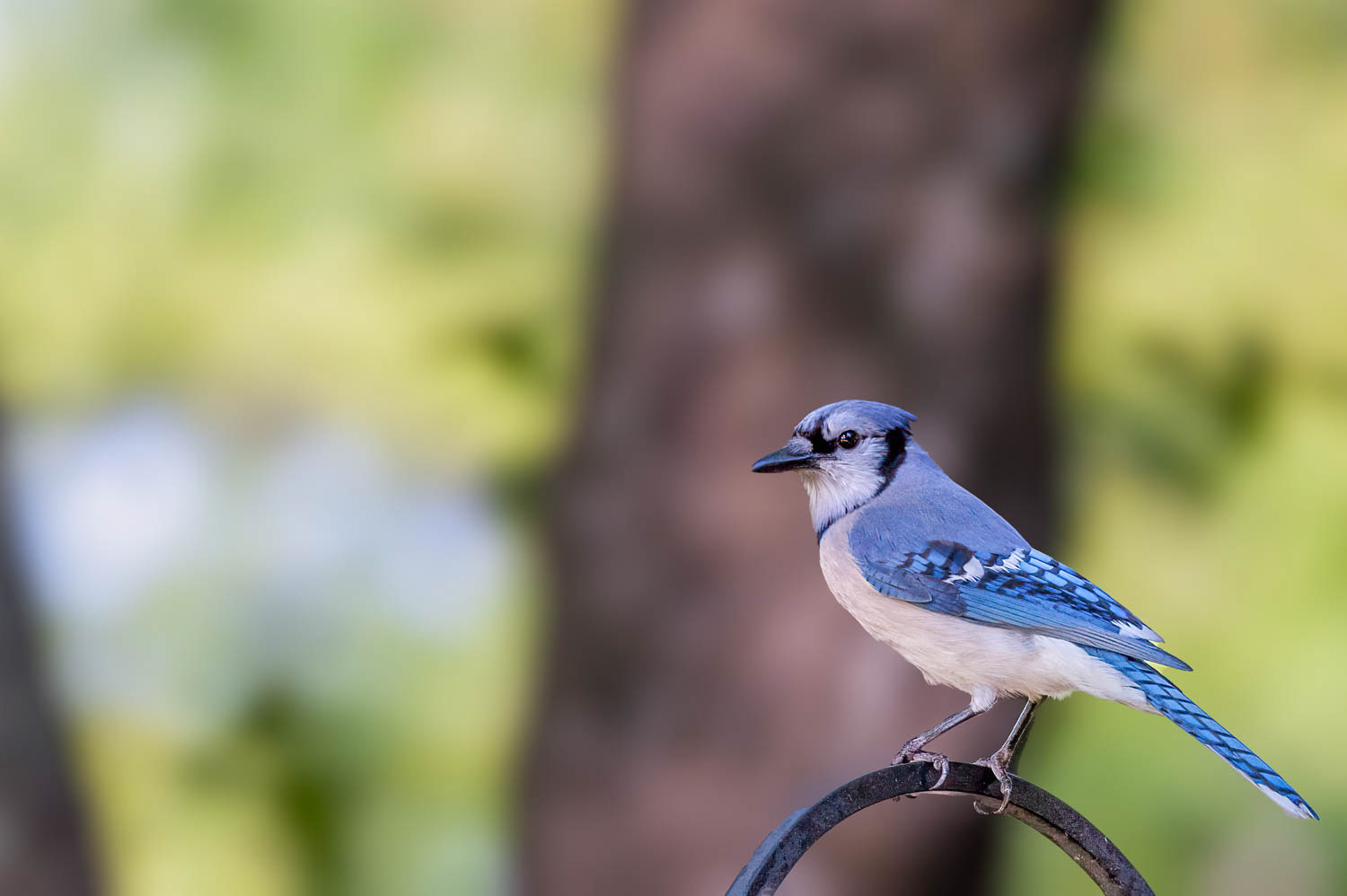 Bluejay