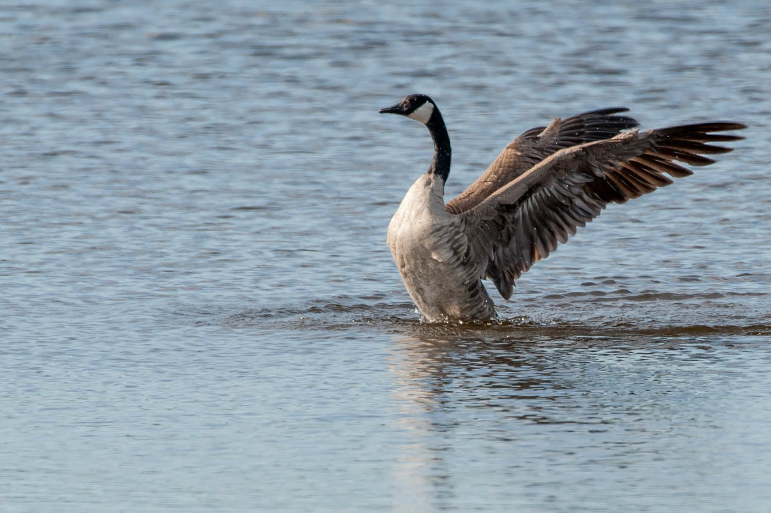 Canada Goose