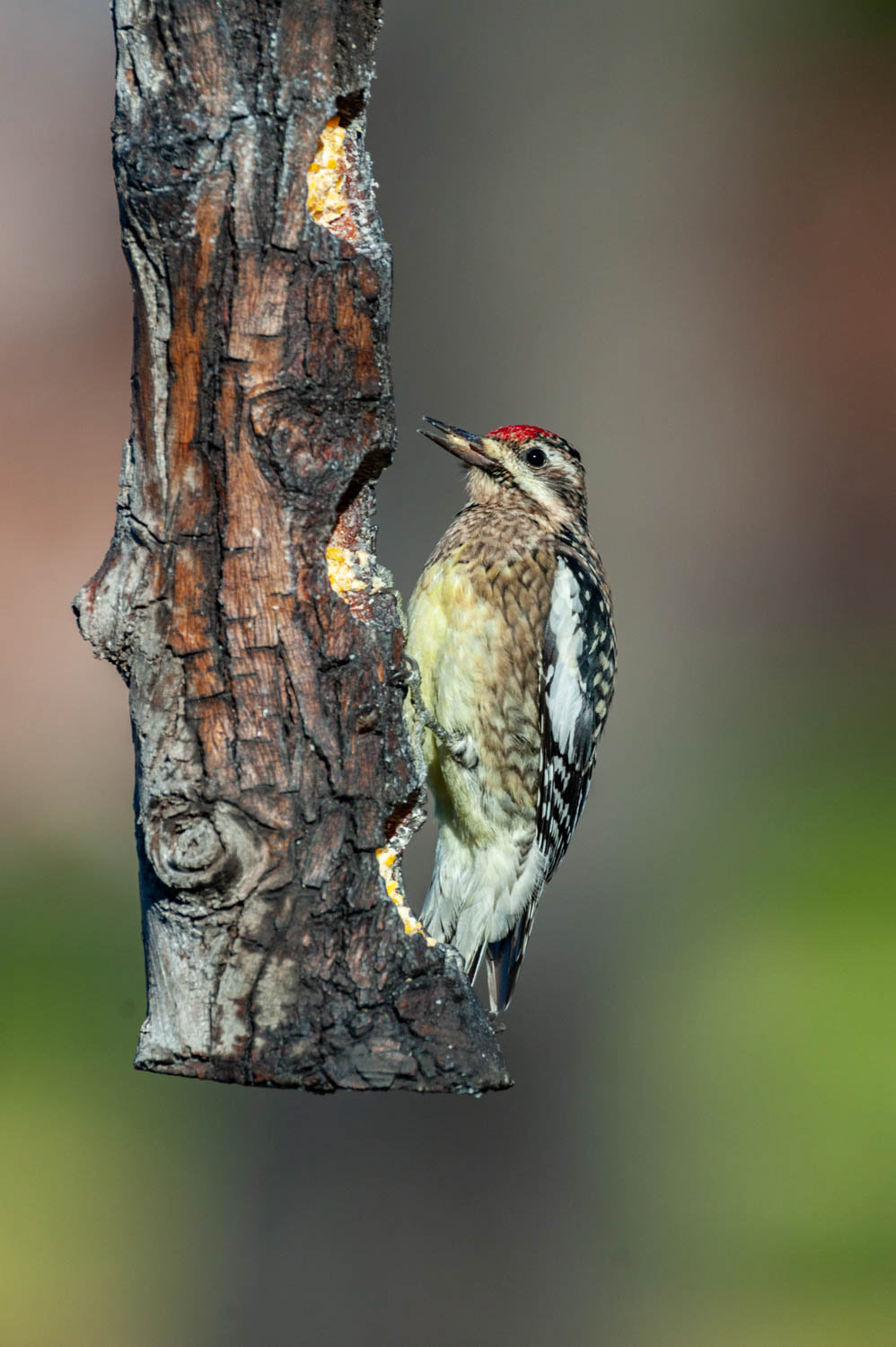 Yellow-bellied Sapsucker