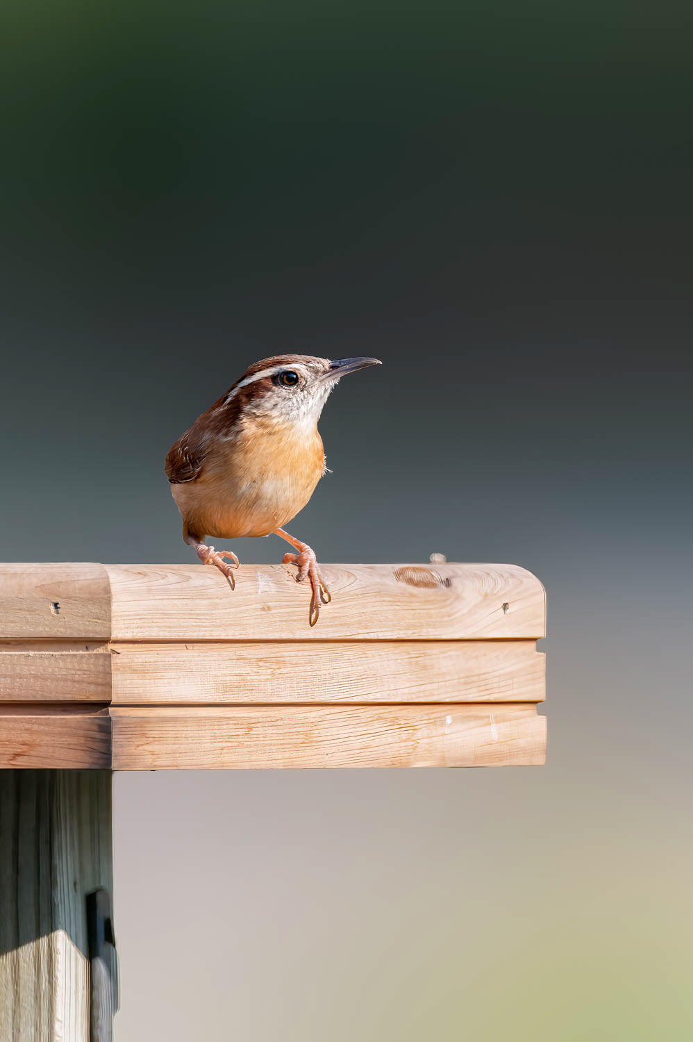 Carolina Wren