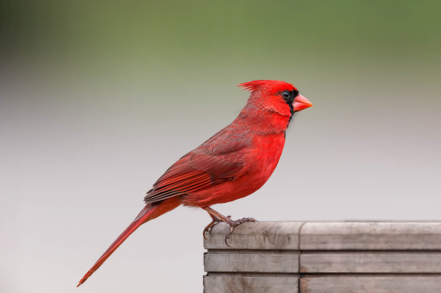 Northern Cardinal - Male