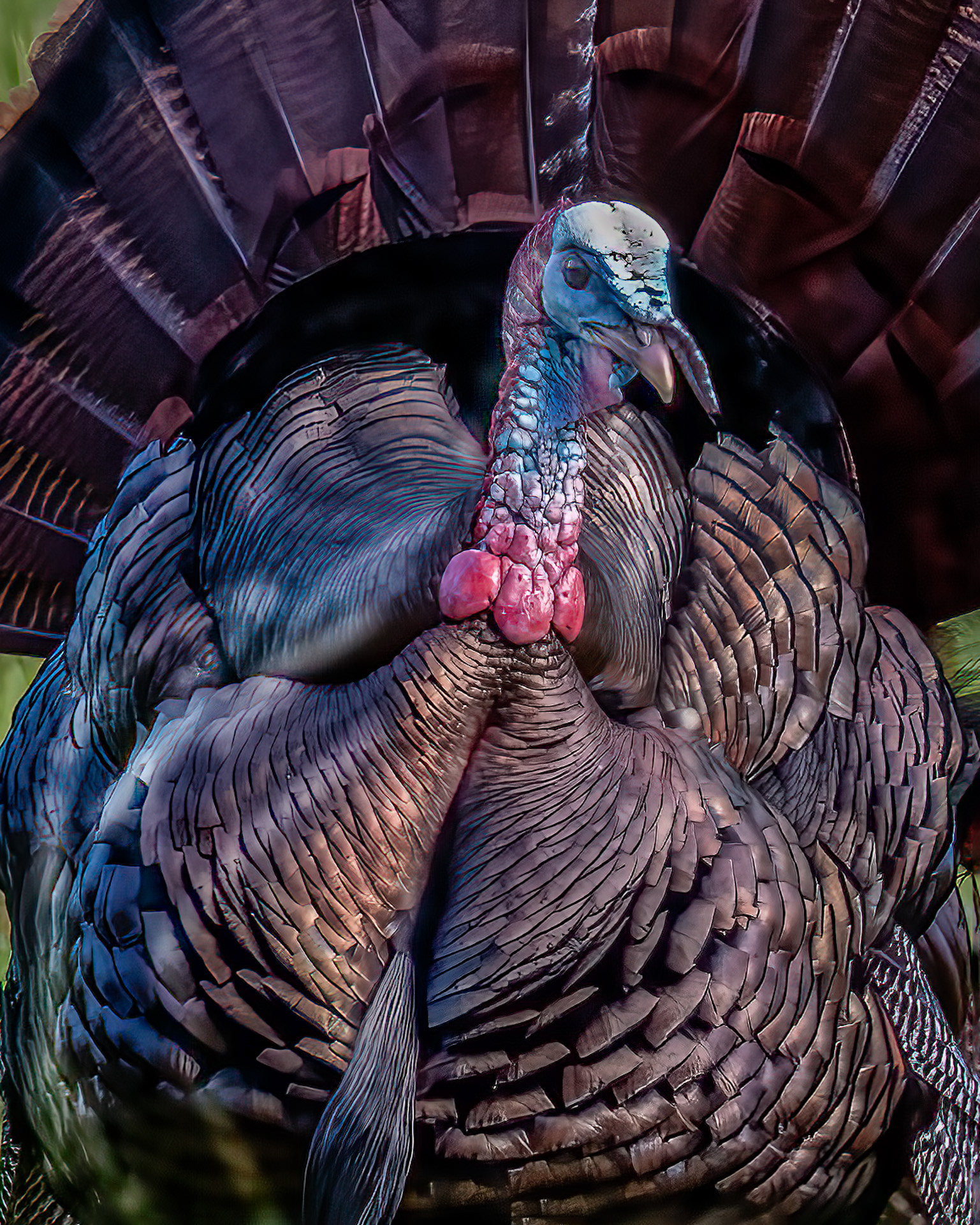 Wild Turkey