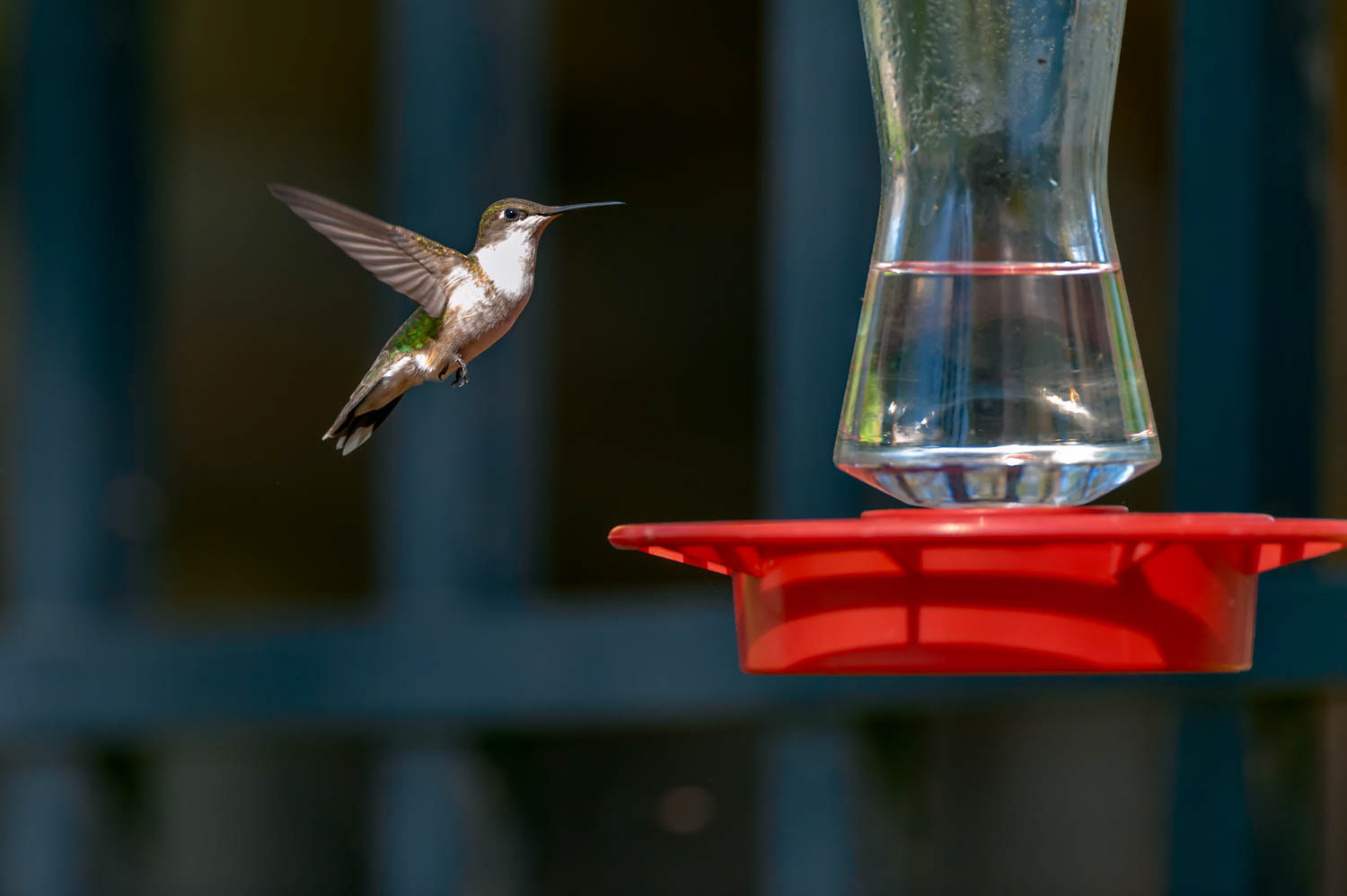 Ruby-throated Humming Bird