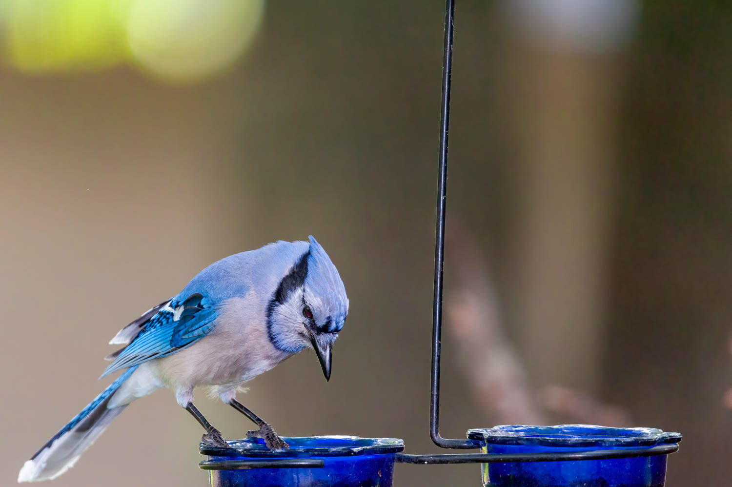 Bluejay