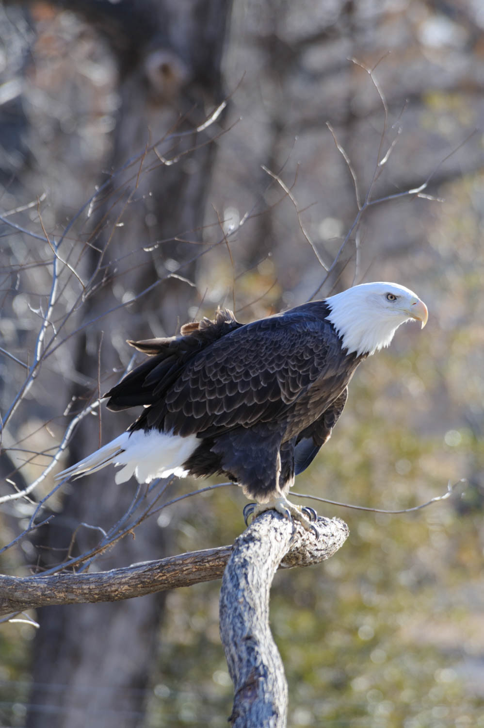 Bald Eagle