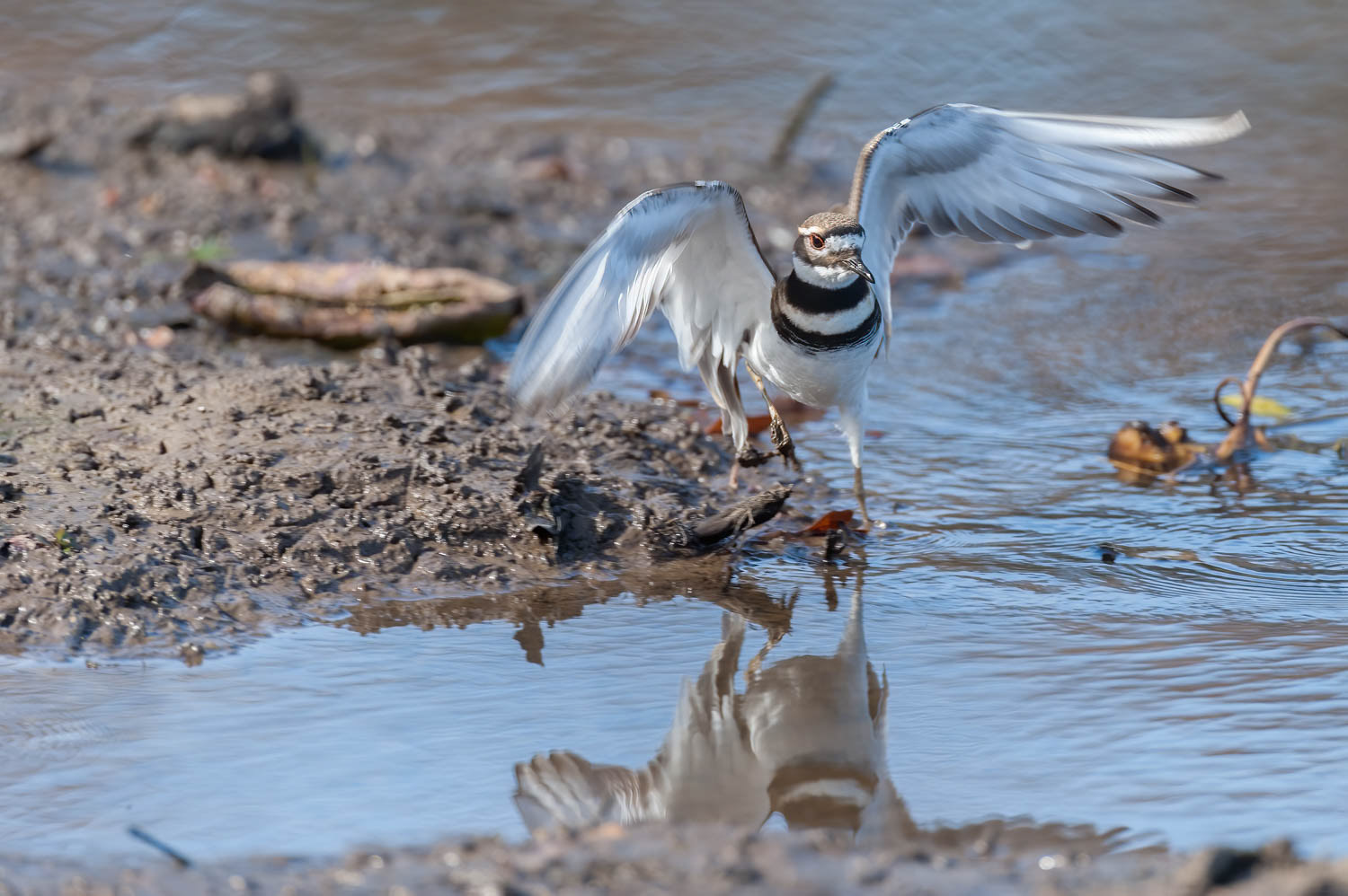 Killdeer