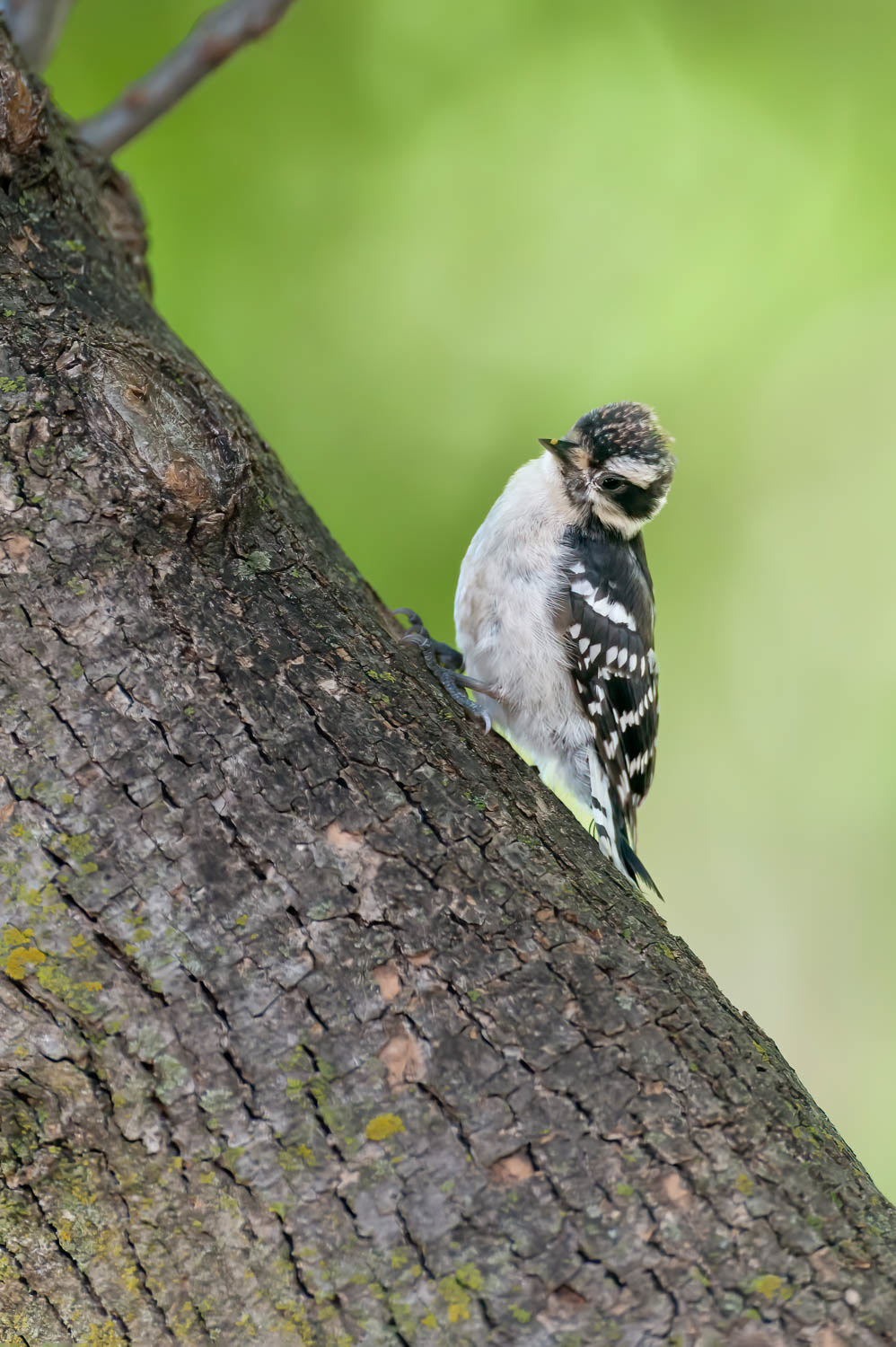 DownDowny Woodpeclers - Juvenilesy Woodpeclers - Juvenile