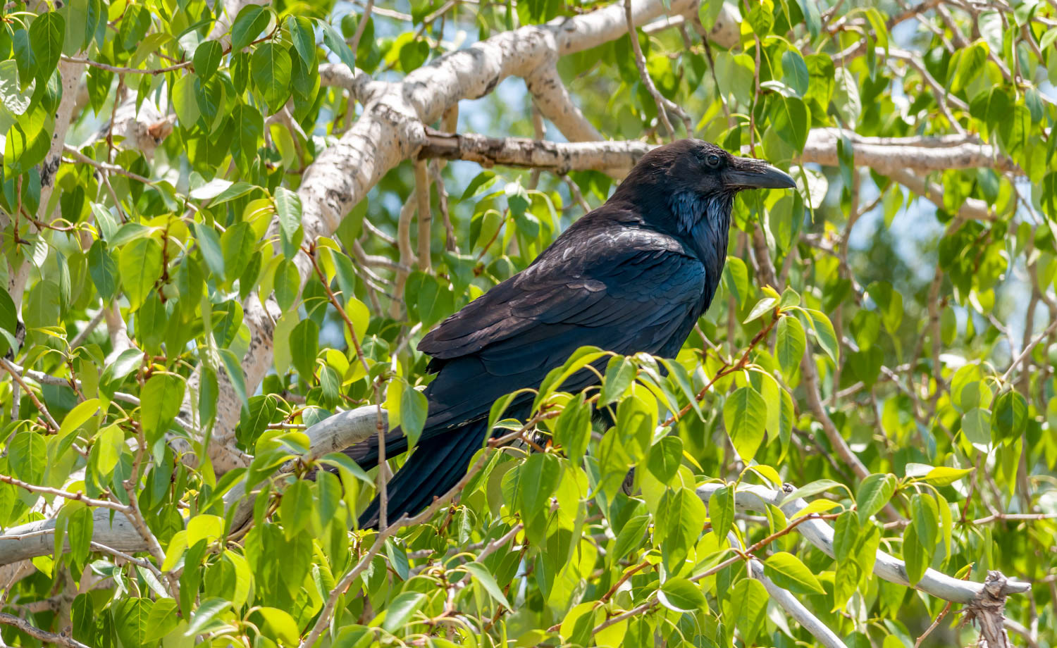 Common Raven