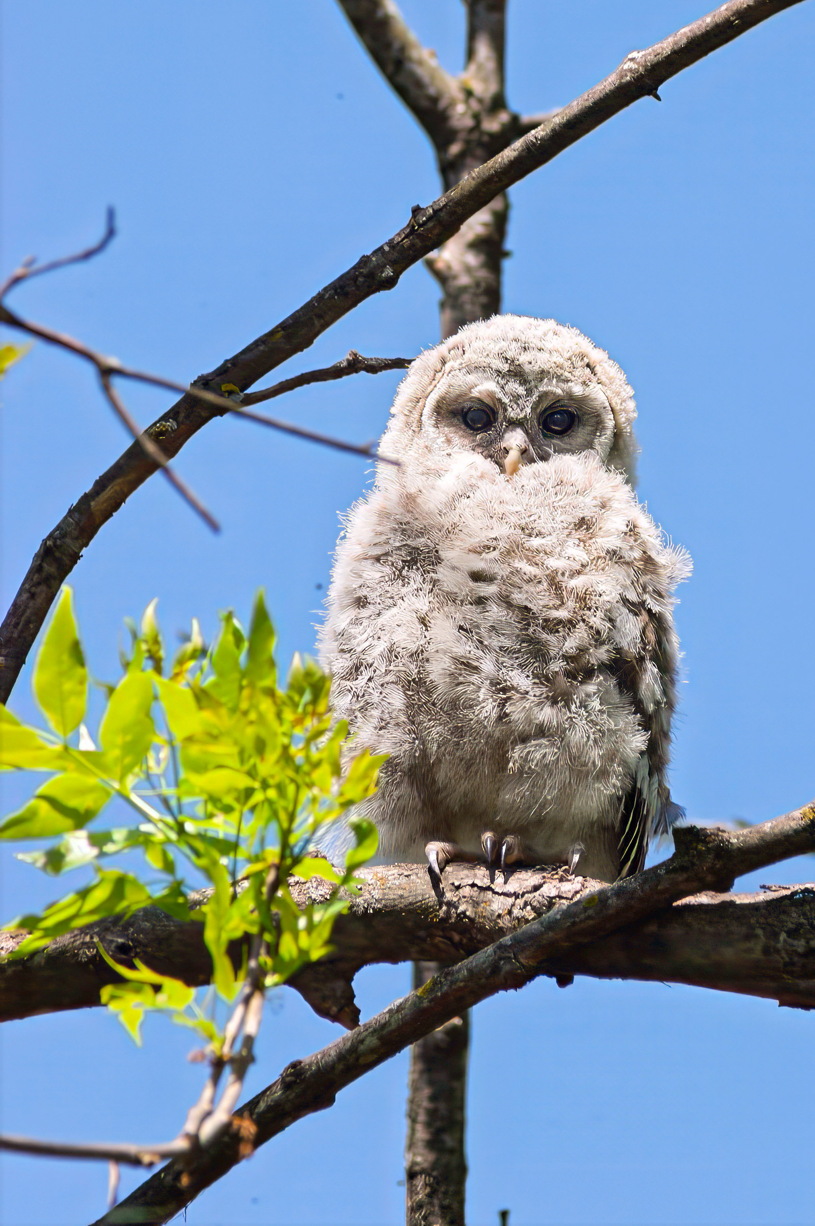 Barred Owl (Strix varia)