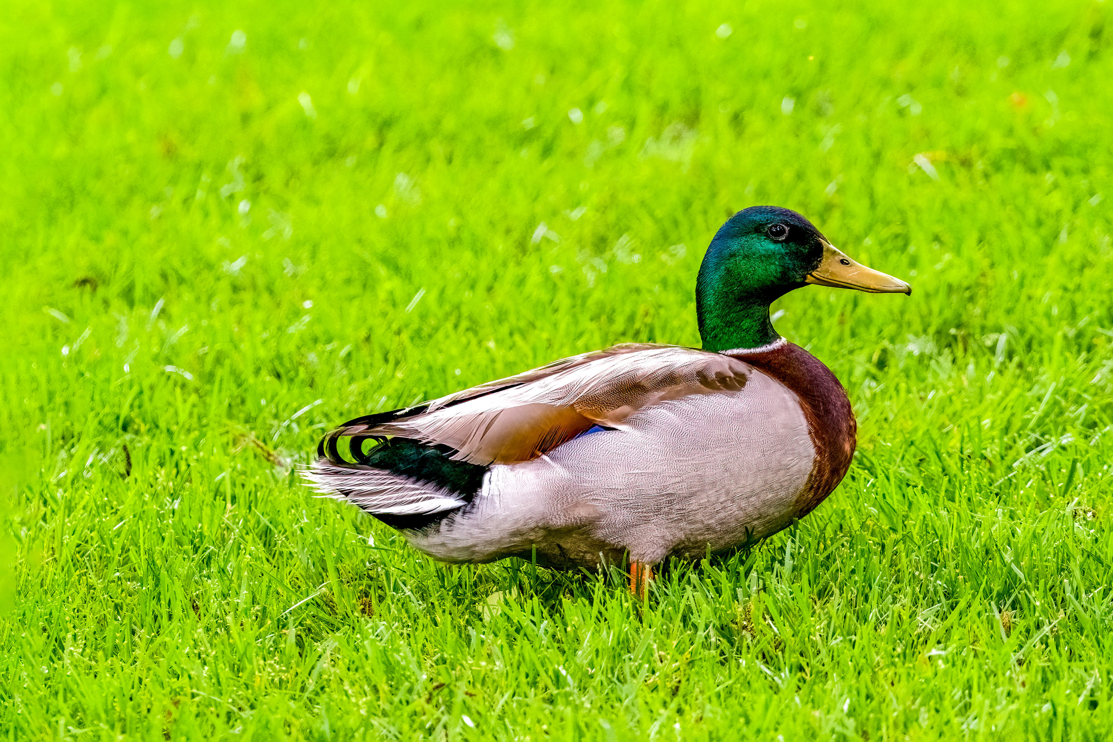 Mallard Drake