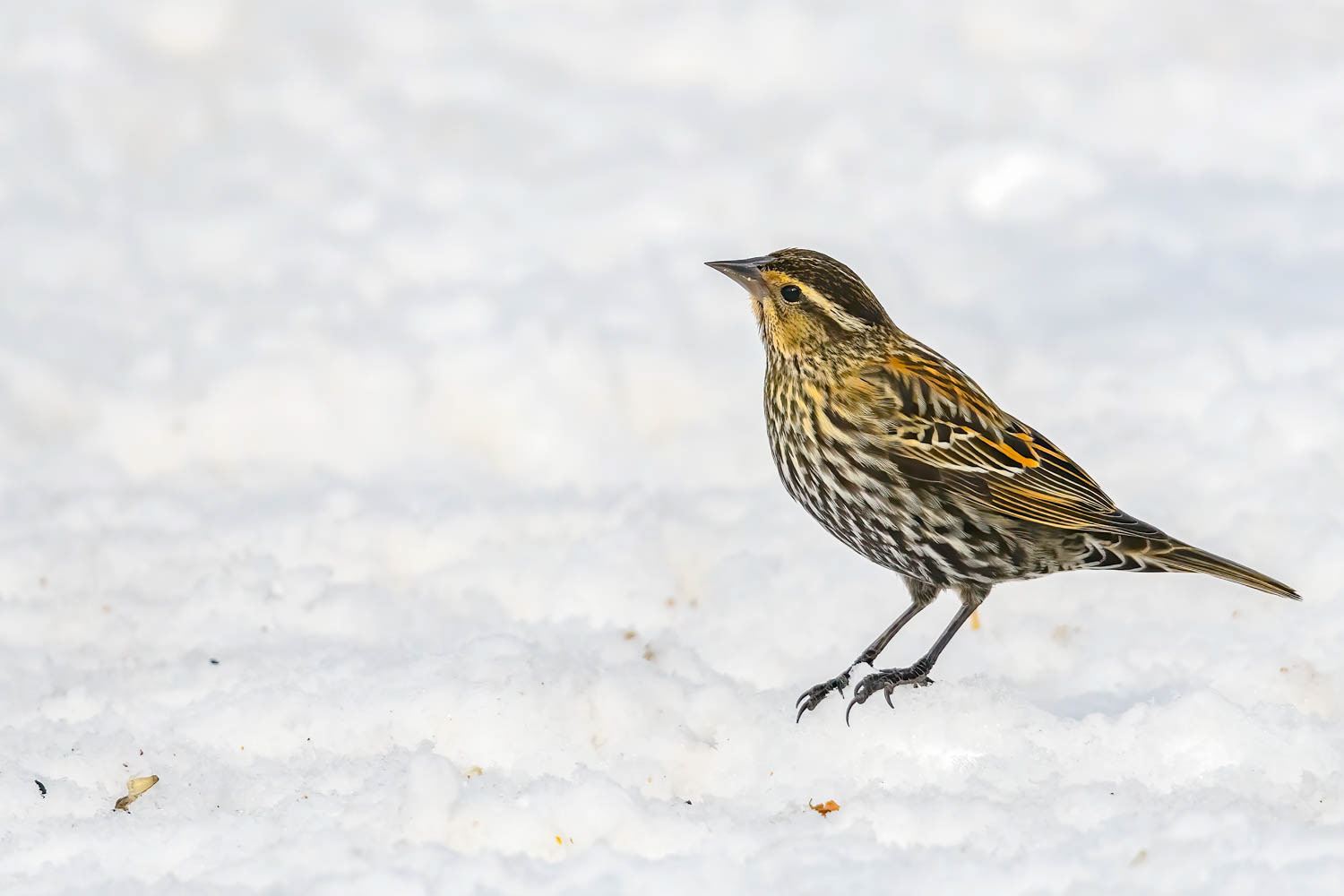 Red-winged Blackbird - Female