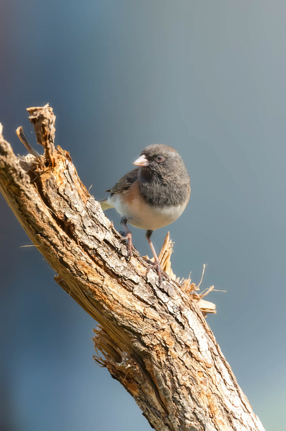 Oregon Junco