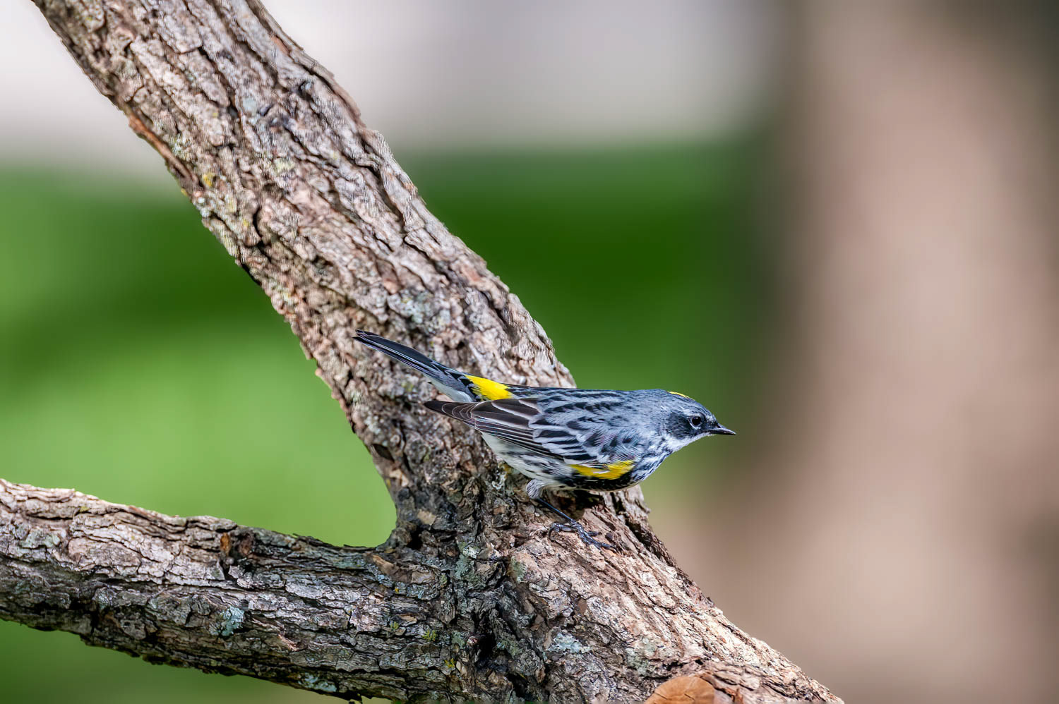 Yellow-rumped Warbler