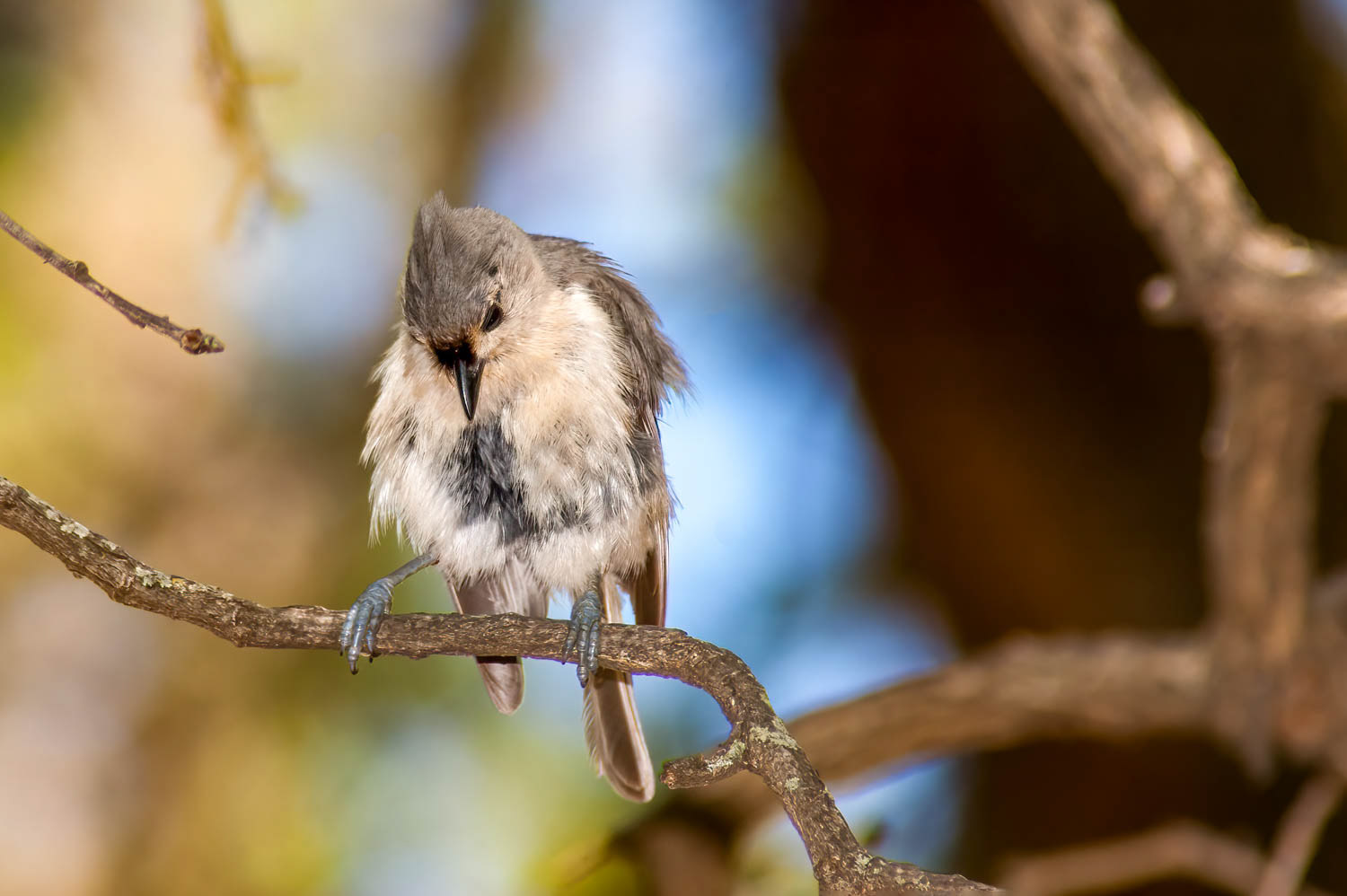 Tufted Titmouse