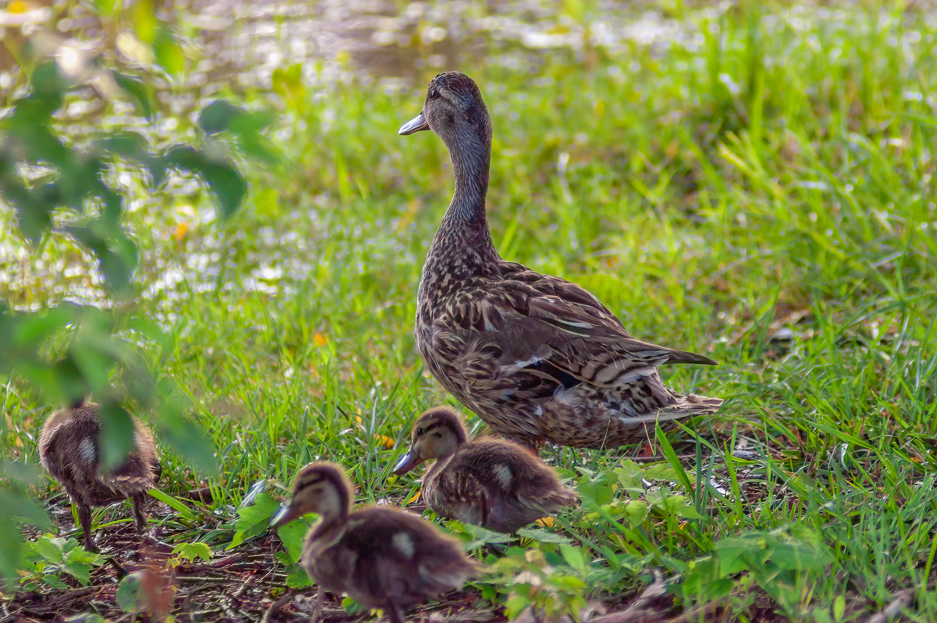 Mallard Hen