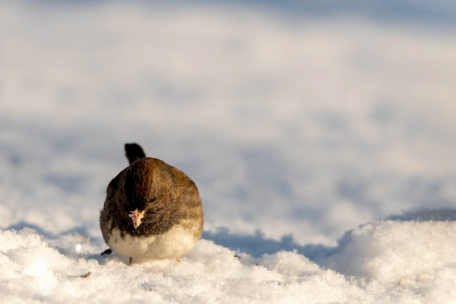 Oregon Junco