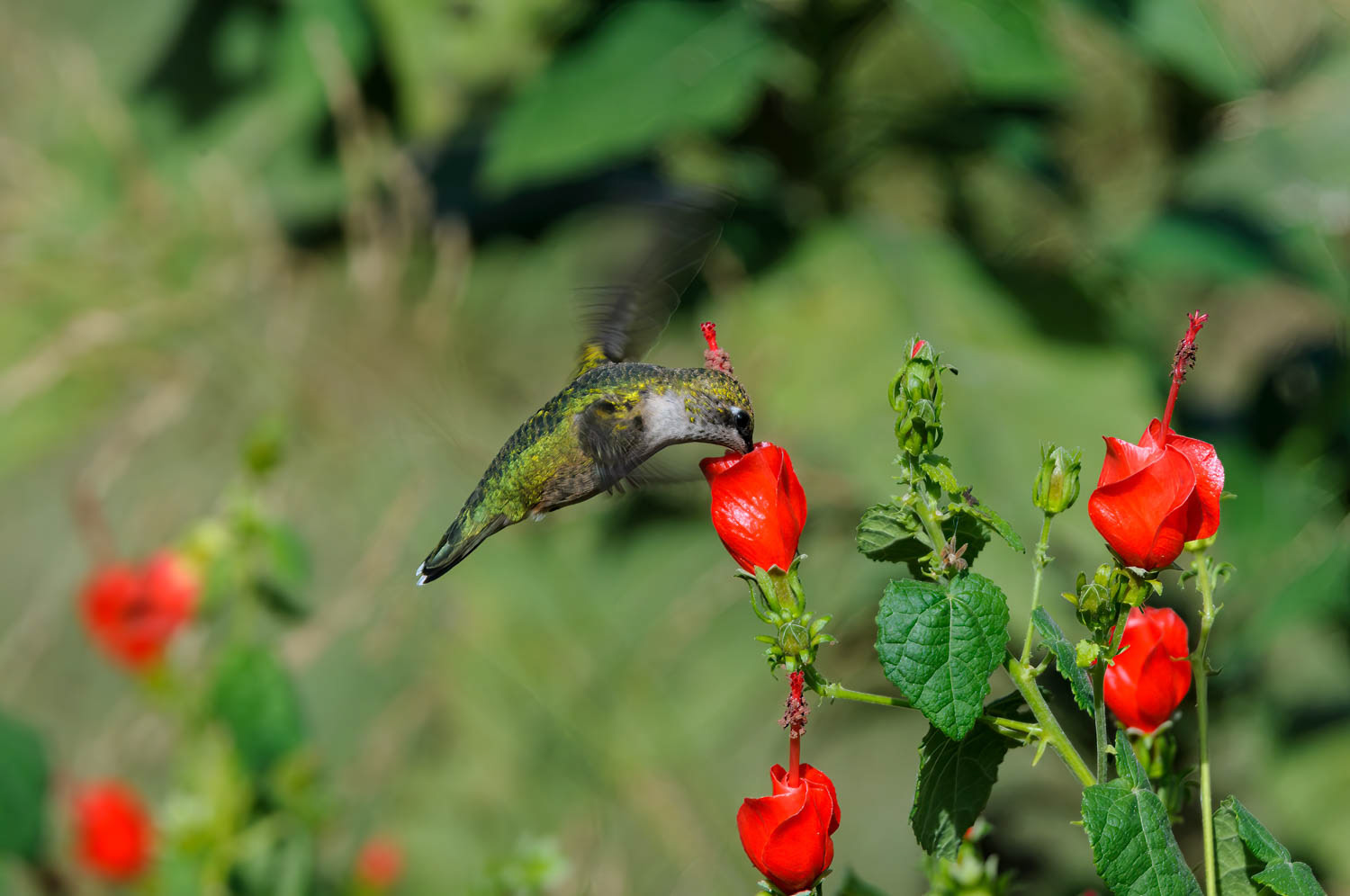 Ruby-throated Humming Bird