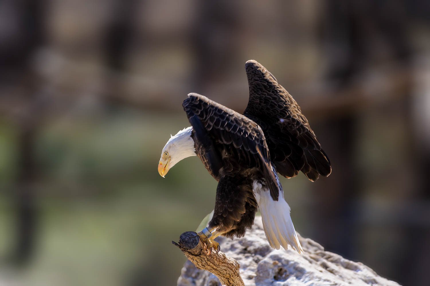 Bald Eagle