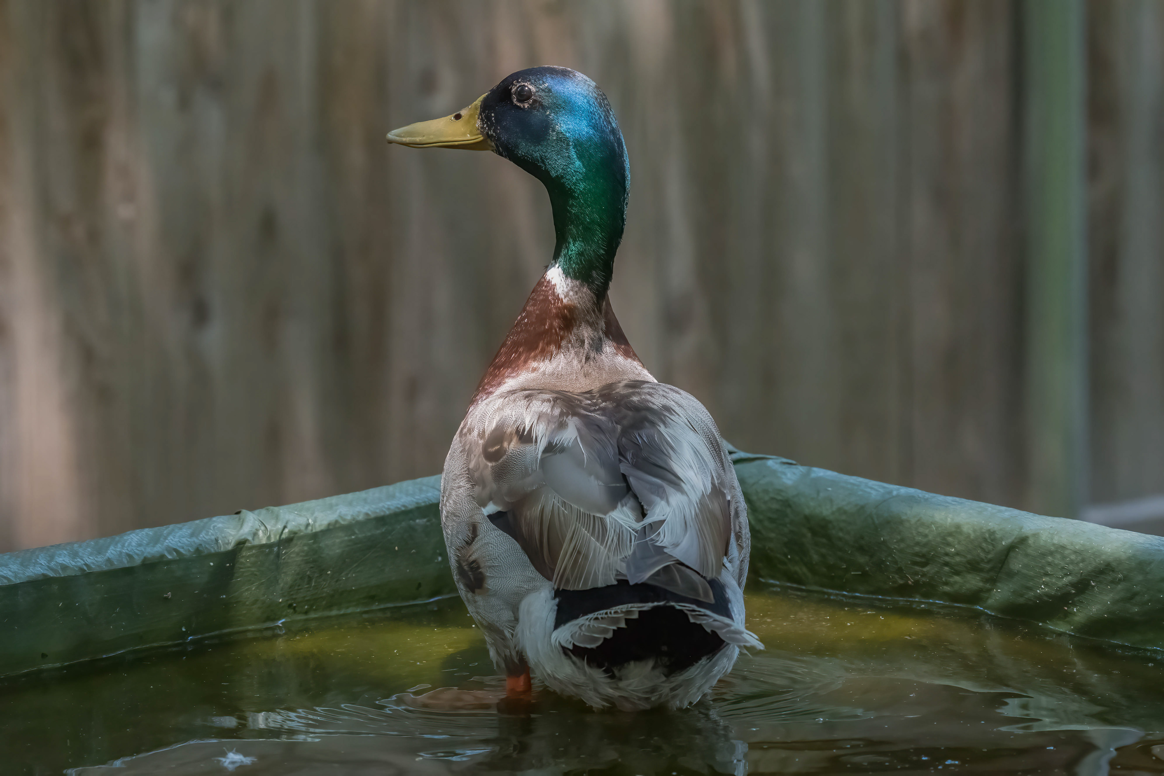 Mallard Drake