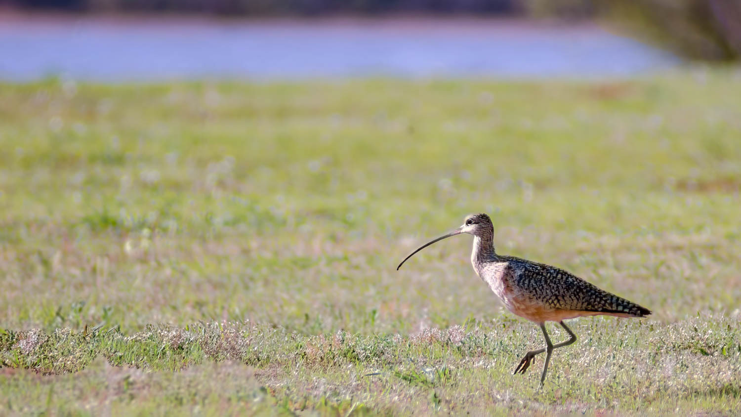 Long-billed Curlew