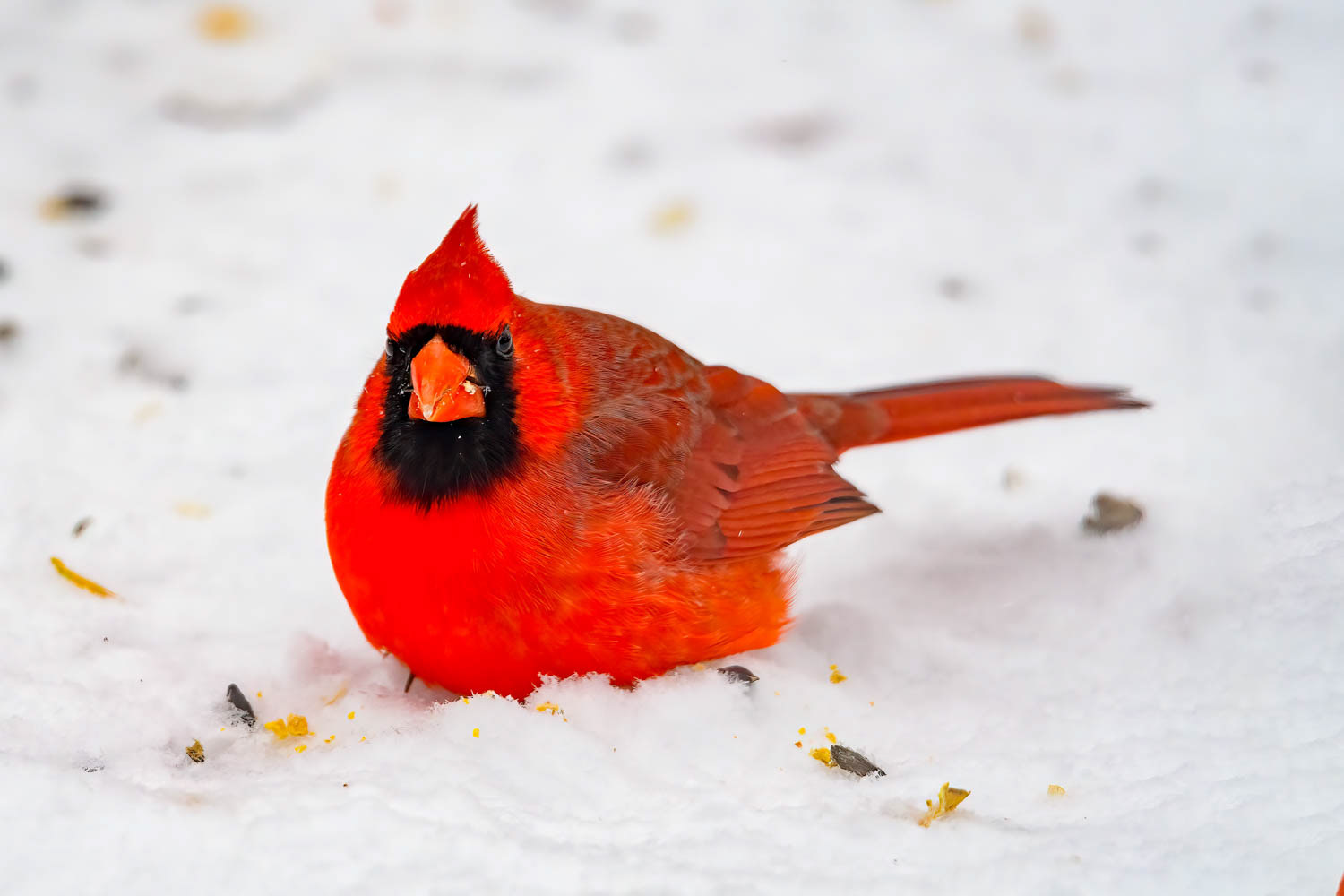 Northern Cardinal - Male