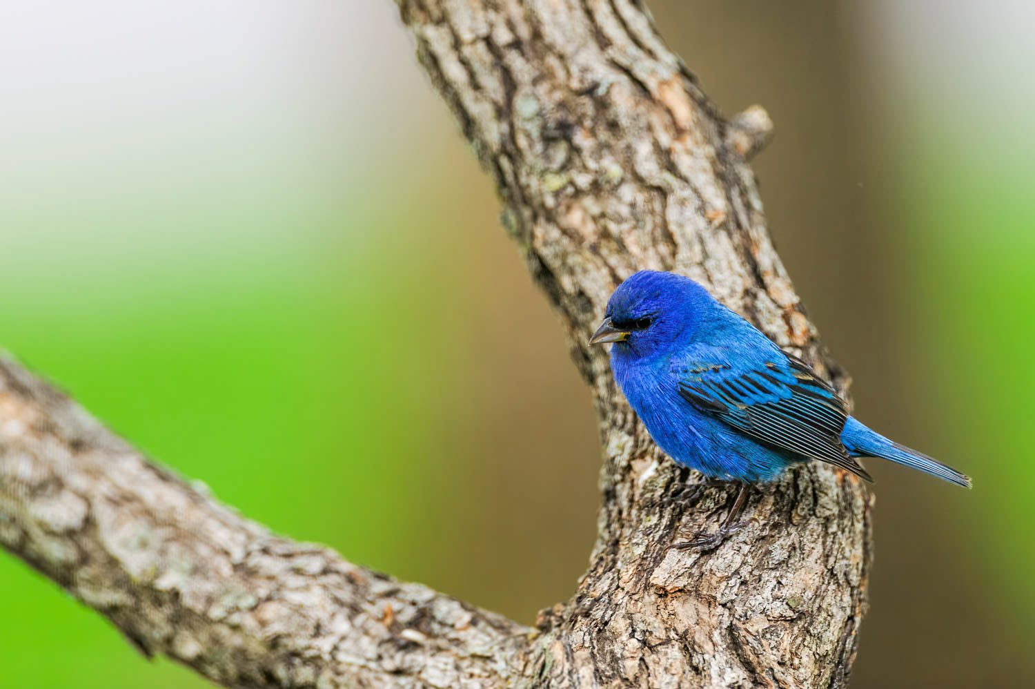 Indigo Bunting-Male