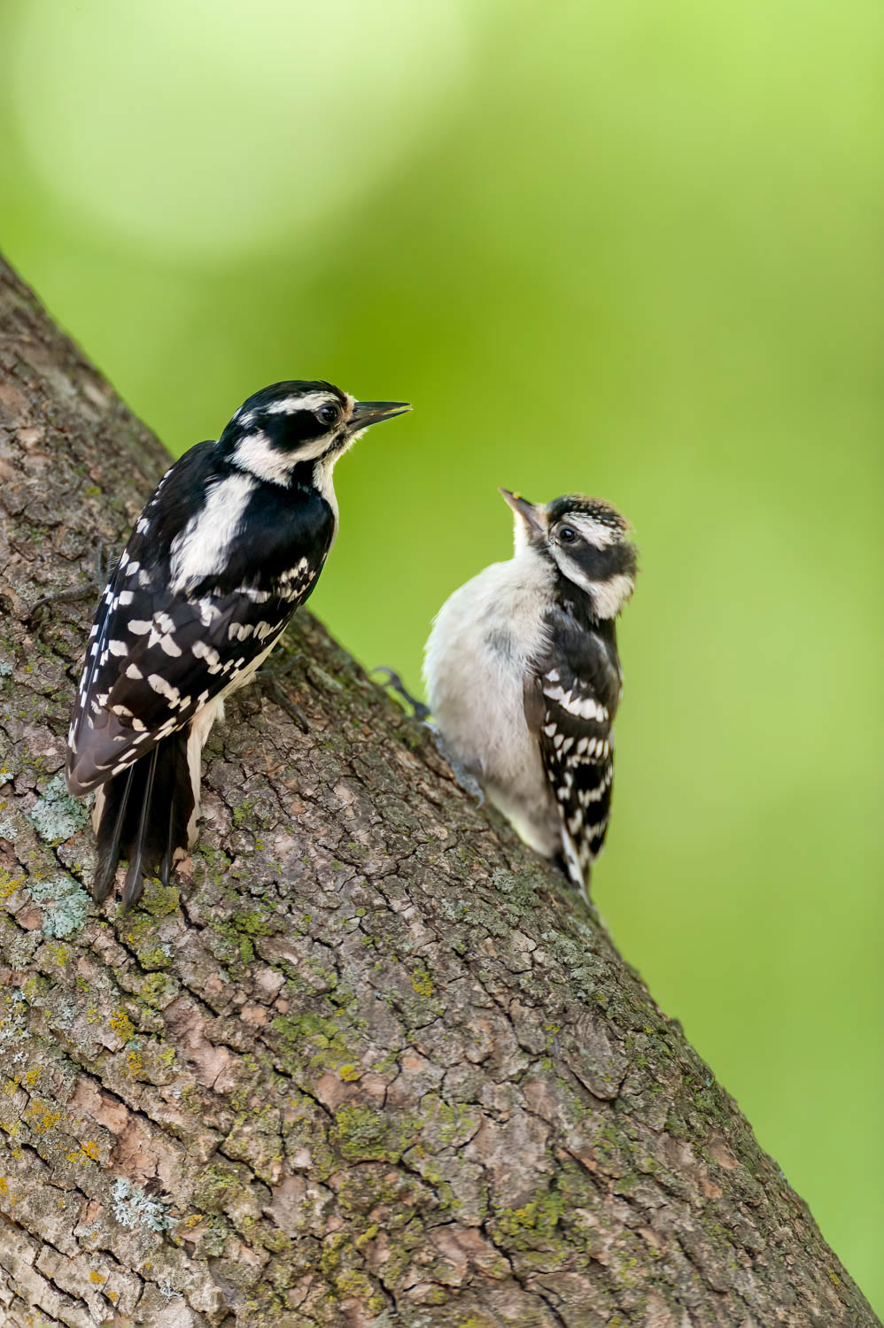 Downy Downy Woodpeclers - JuvenilesWoodpeclers - Juveniles
