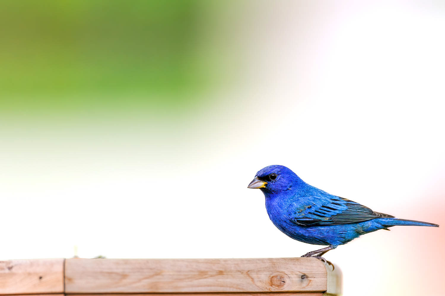 Indigo Bunting-Male
