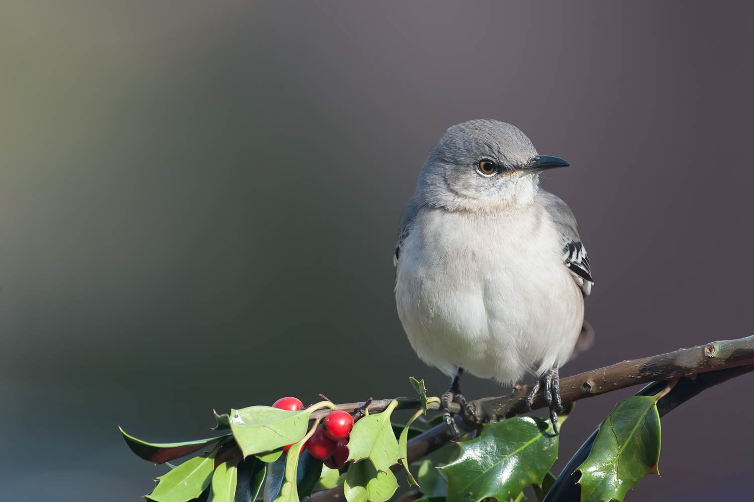 Northern Mockingbird