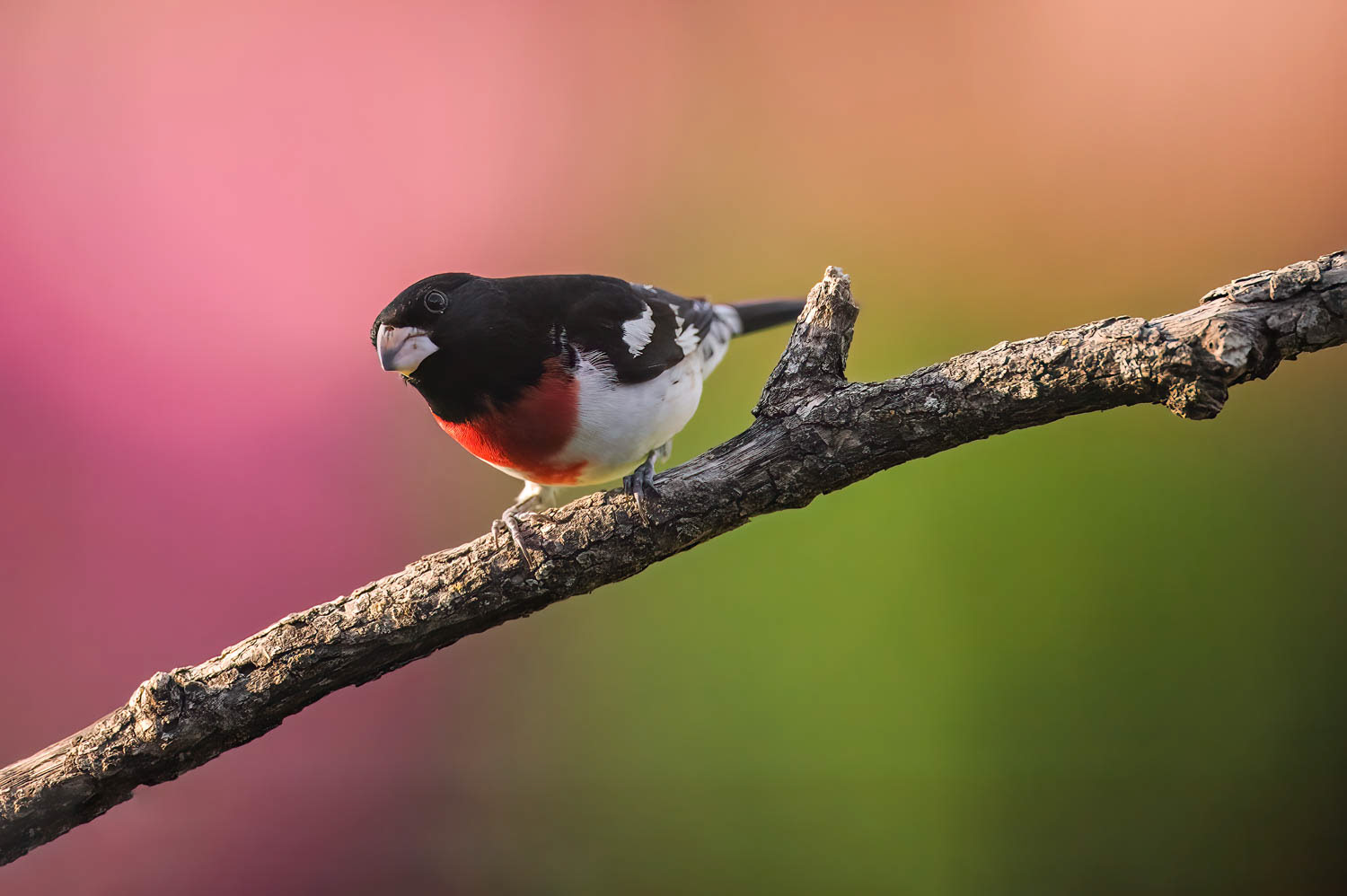 Rose-breasted Grosbeak-Male