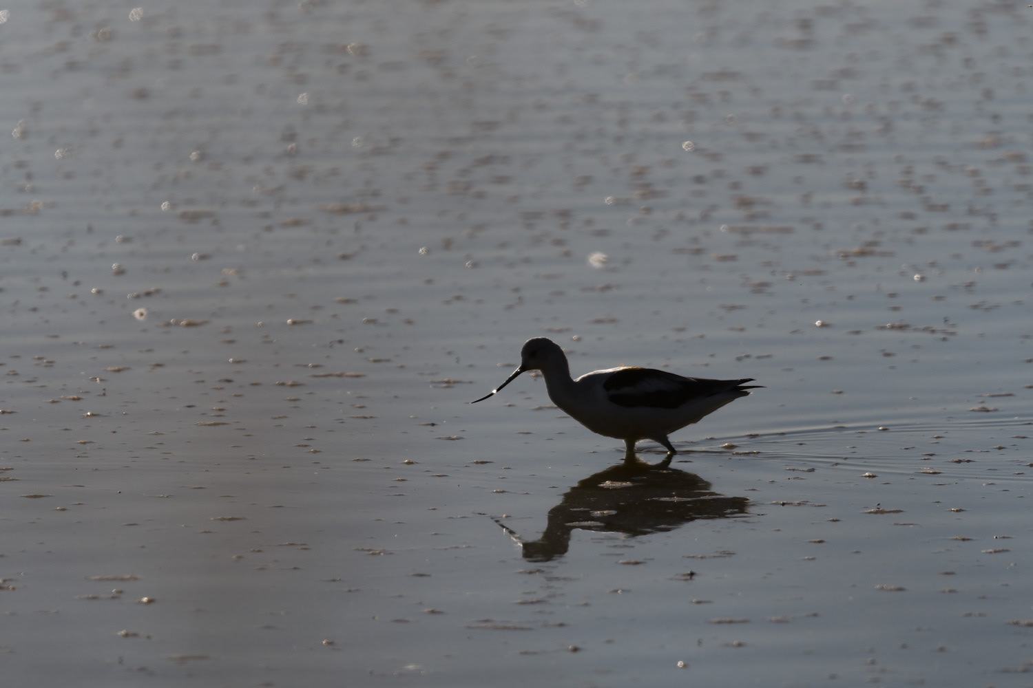 American Avocet
