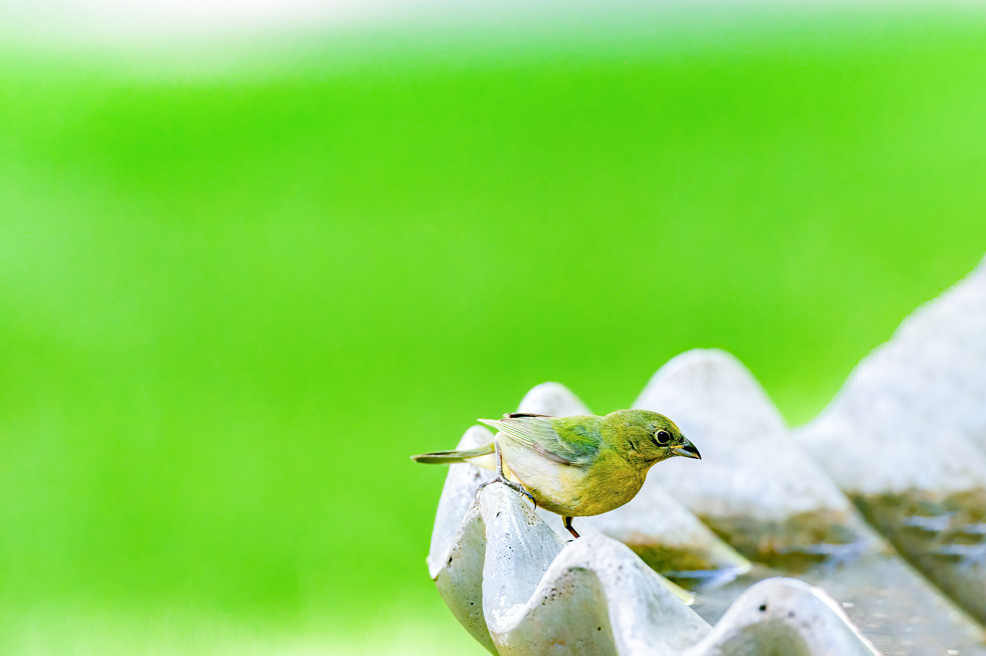 Female Painted Bunting