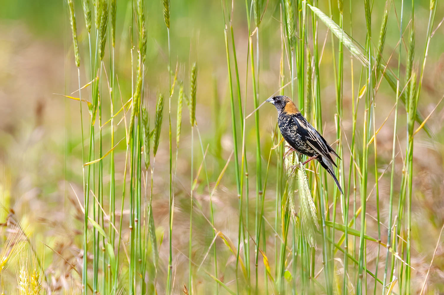 Bobolink