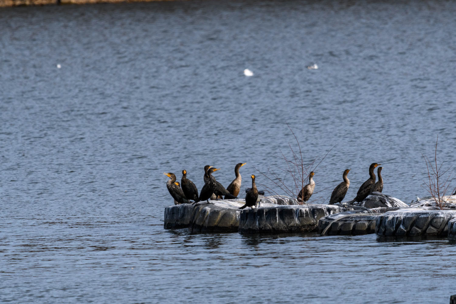 Double-crested Cormorant
