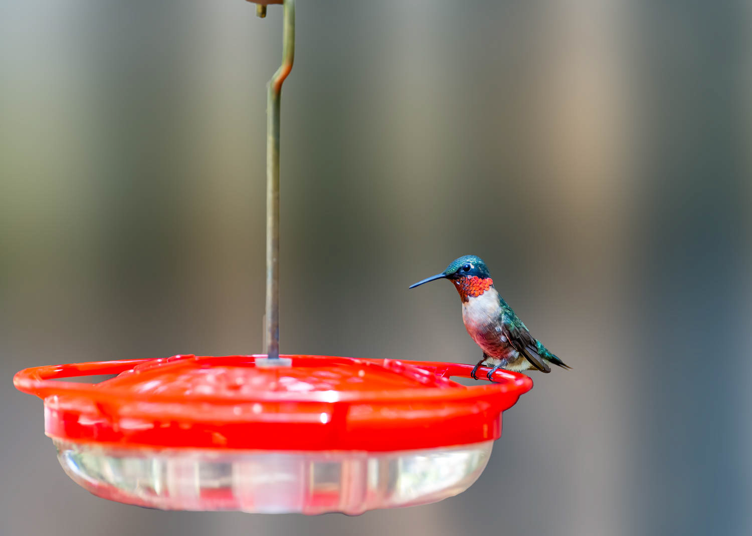 Ruby-throated Humming Bird