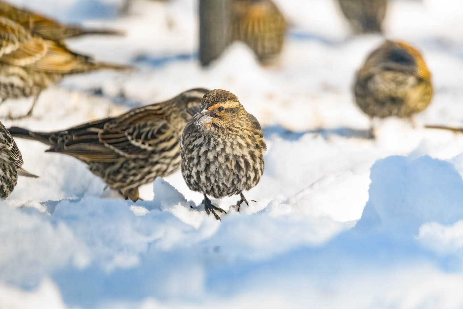 Red-winged Blackbird - Female