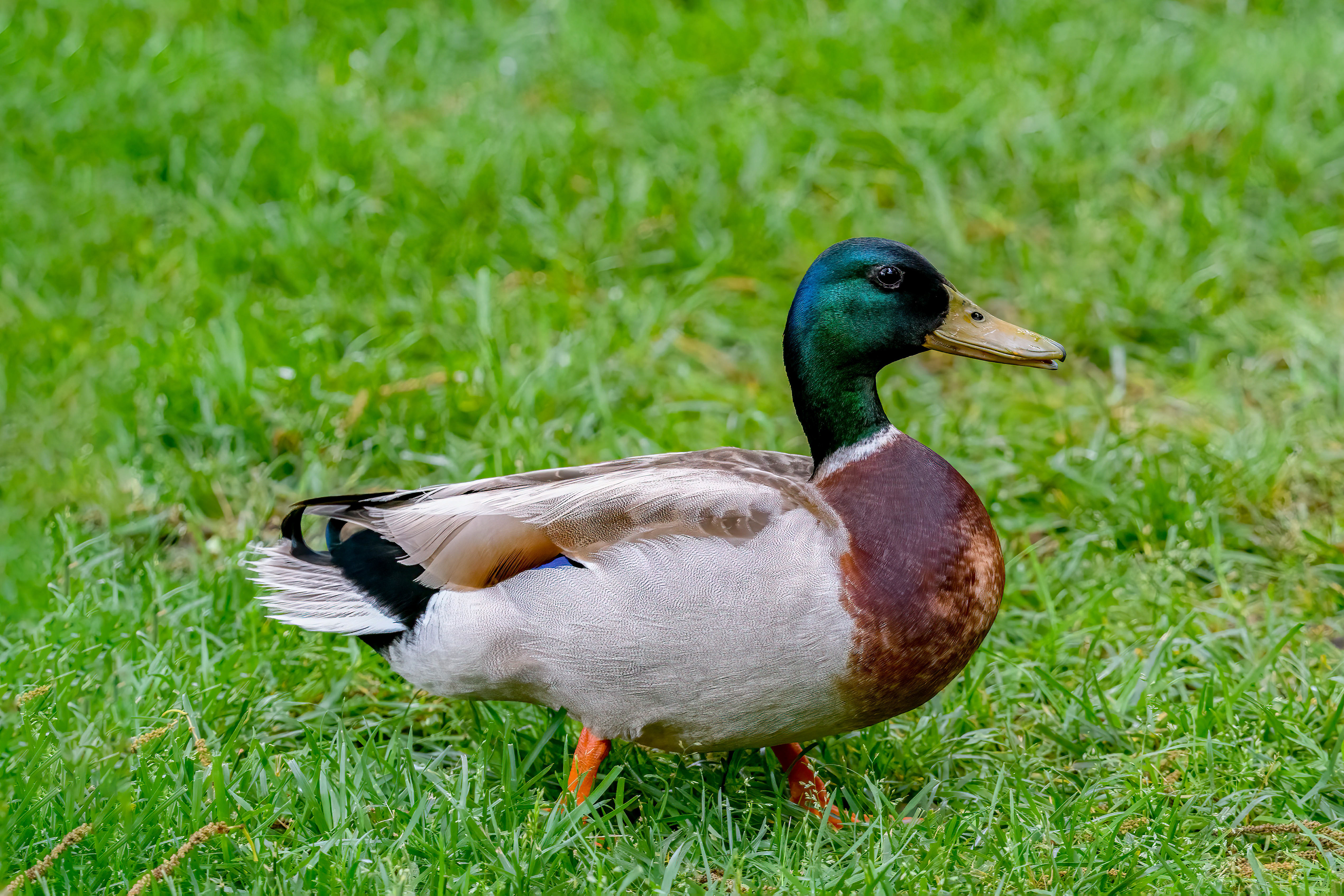 çMallard Drake